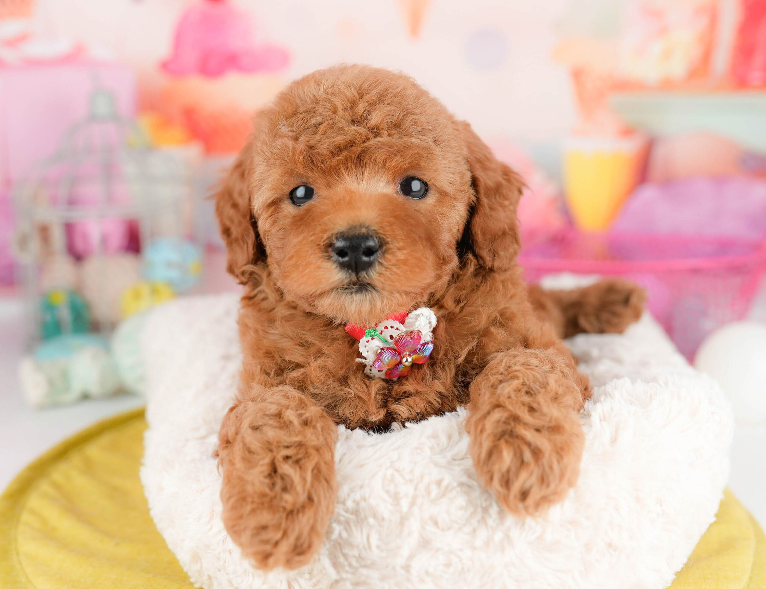 トイ・プードル | 女の子 | レッド | 2026年1月17日