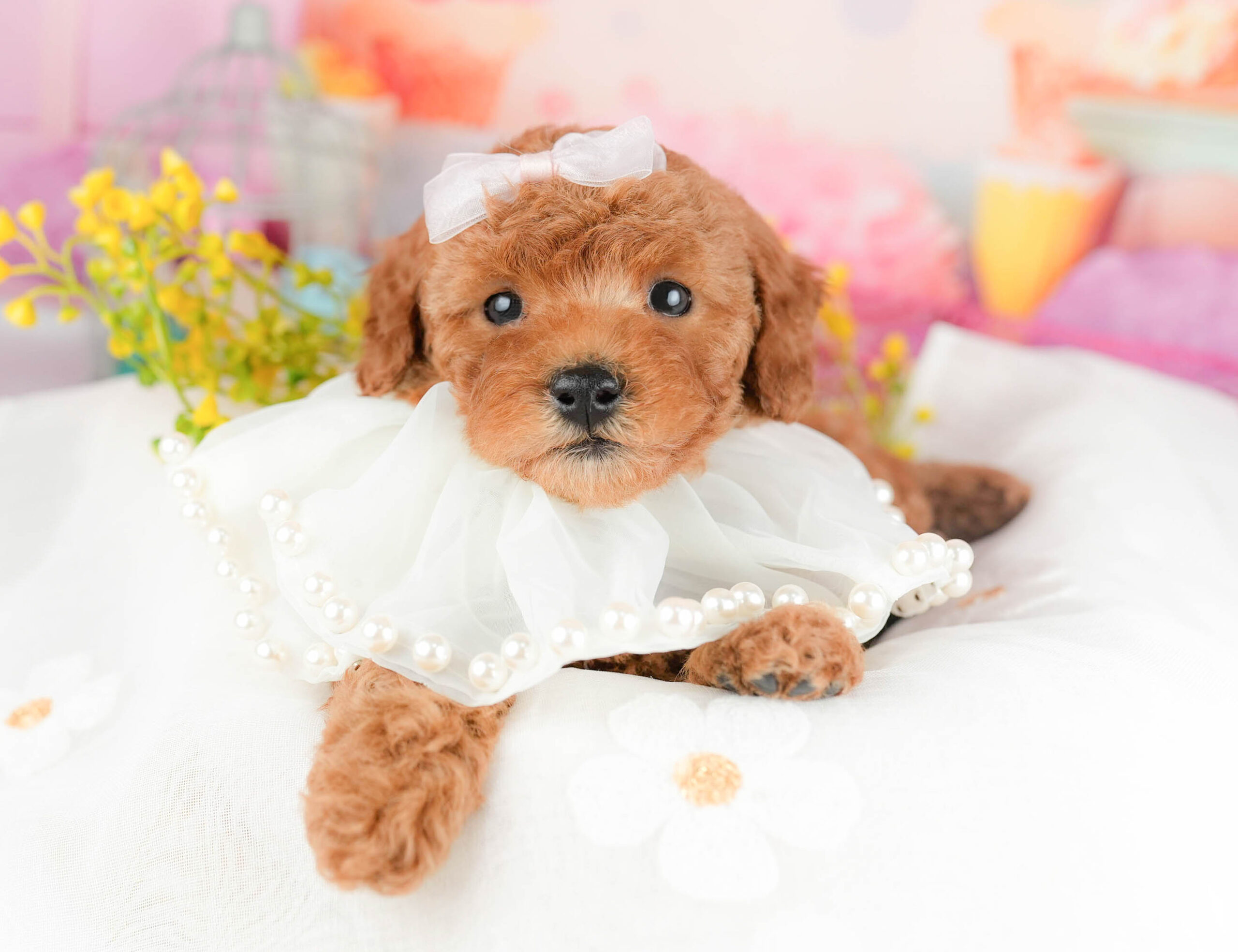 トイ・プードル | 女の子 | レッド | 2026年1月17日