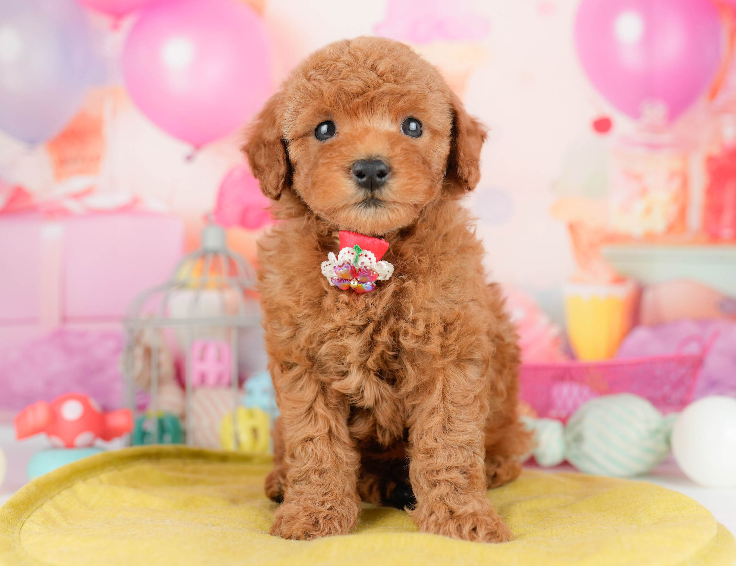 トイ・プードル | 女の子 | レッド | 2026年1月17日