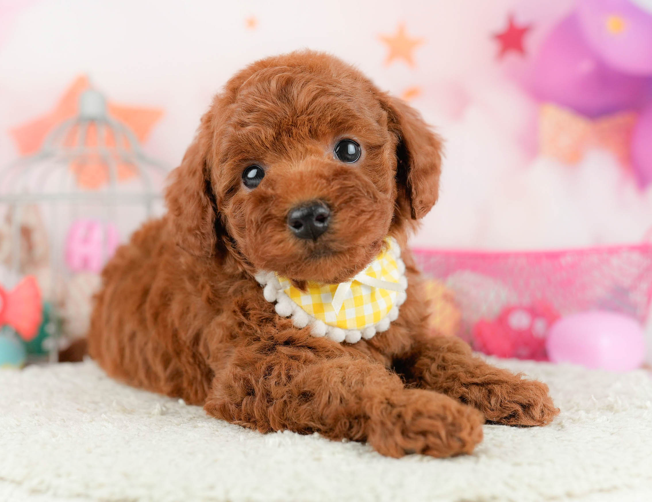 トイ・プードル | 女の子 | レッド | 2026年1月17日