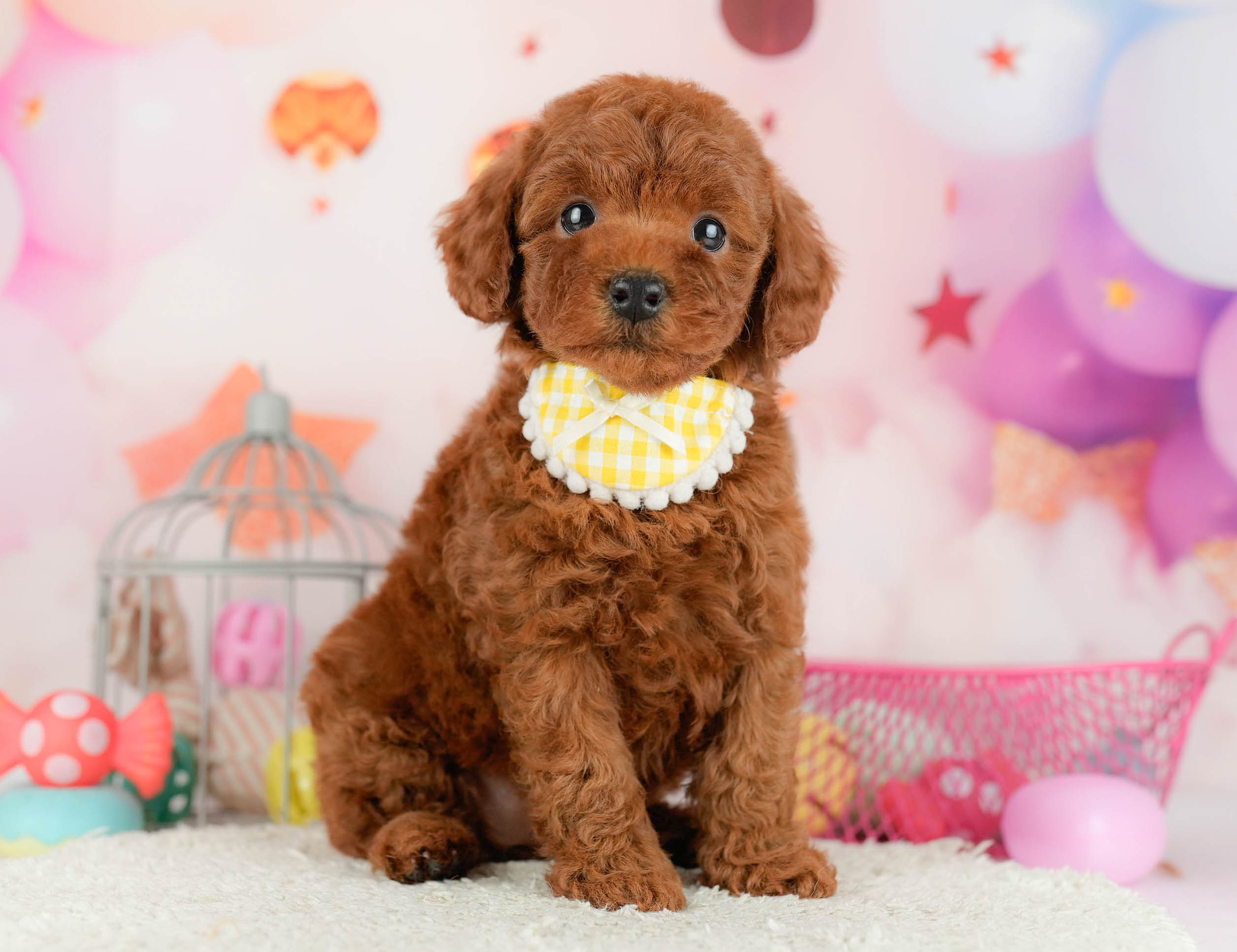 トイ・プードル | 女の子 | レッド | 2026年1月17日