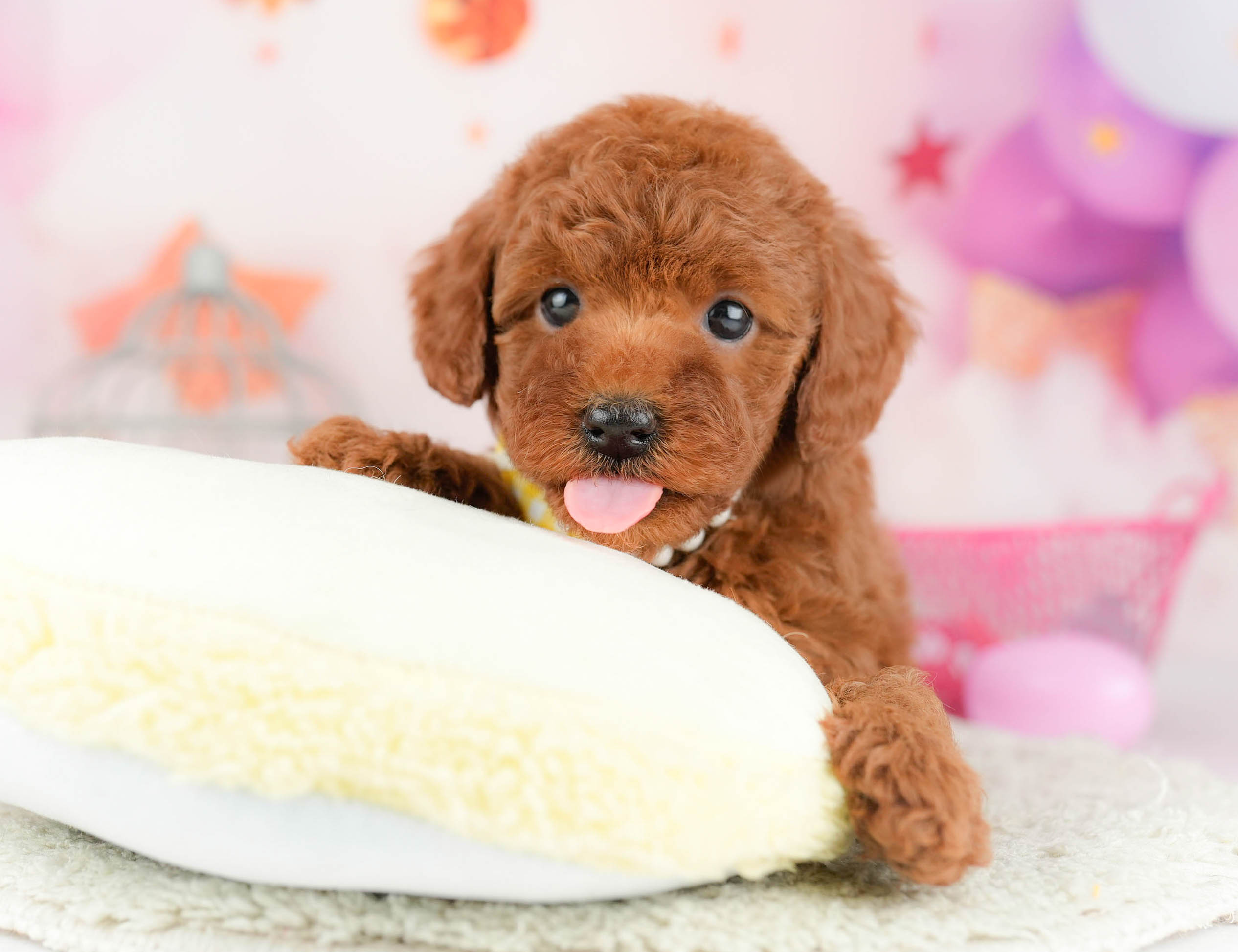 トイ・プードル | 女の子 | レッド | 2026年1月17日