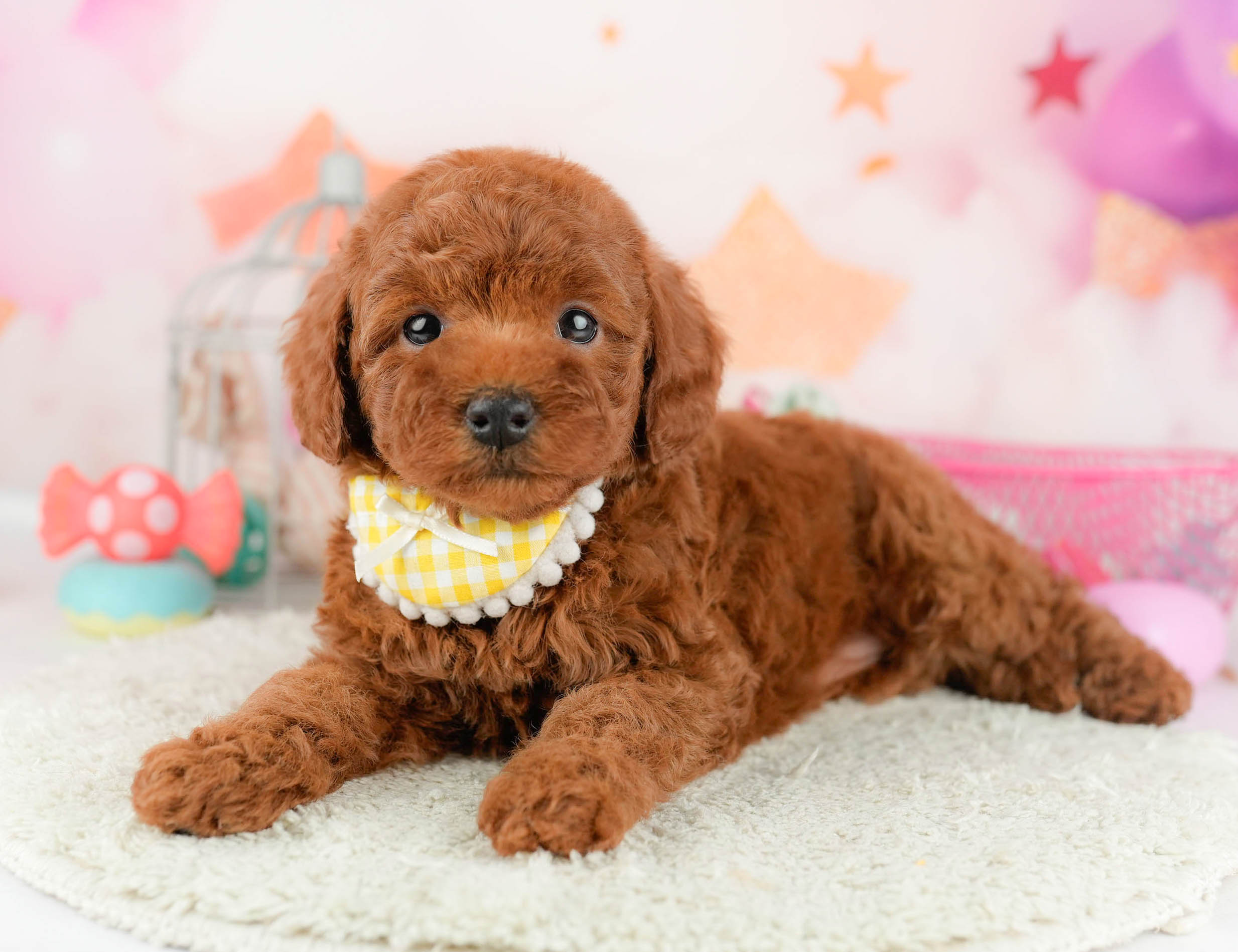 トイ・プードル | 女の子 | レッド | 2026年1月17日