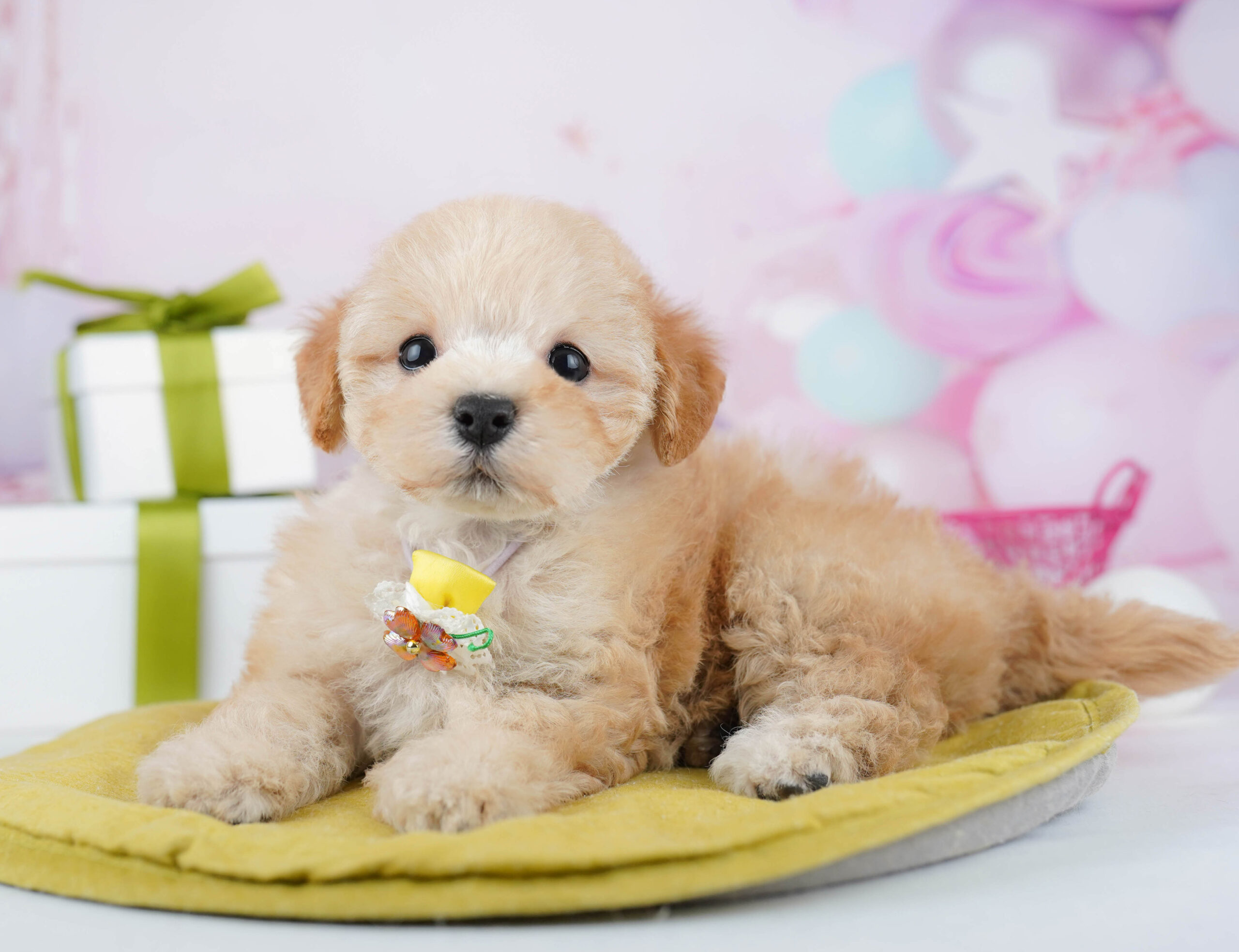 マルプー | 女の子 | アプリコット | 2026年1月19日