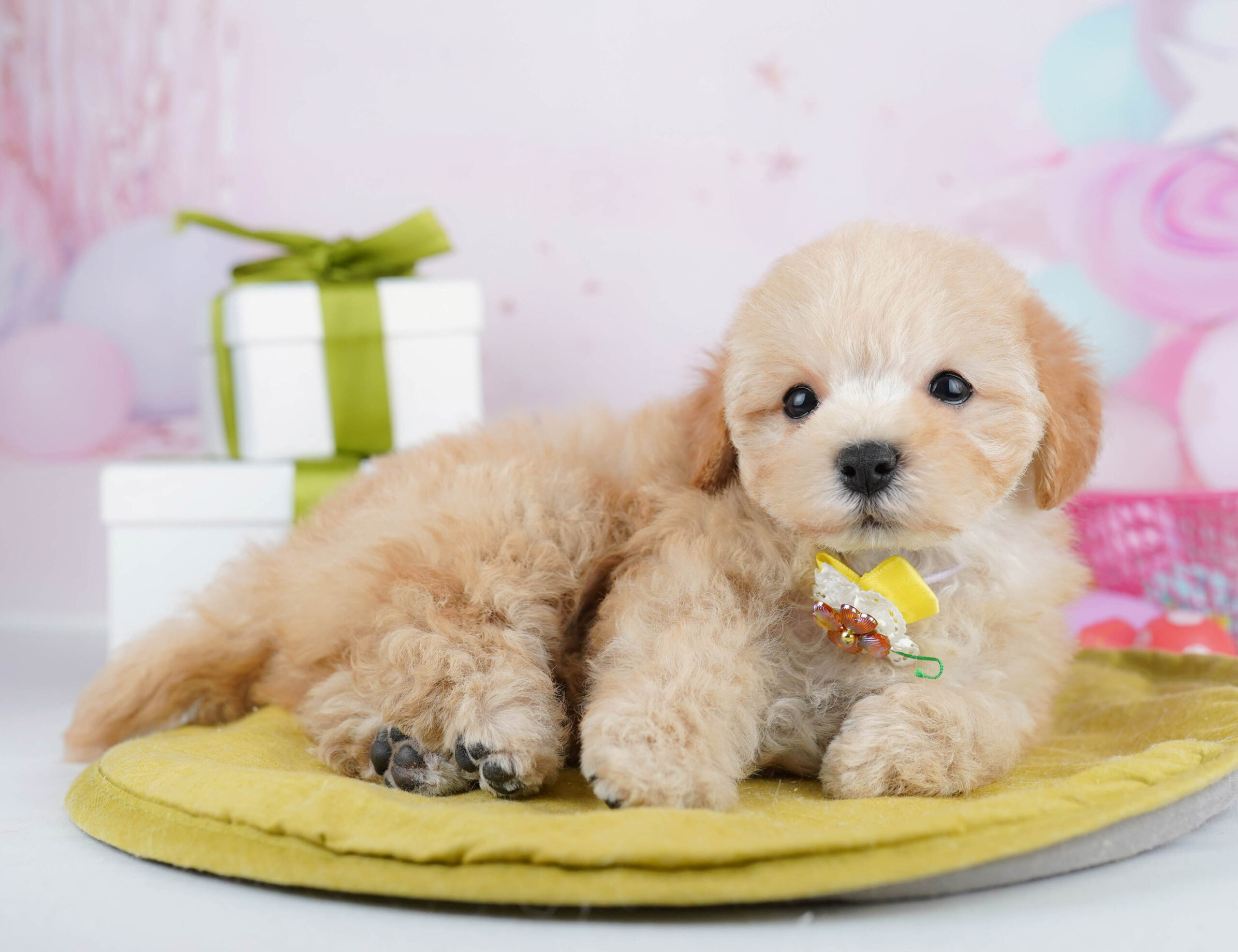 マルプー | 女の子 | アプリコット | 2026年1月19日