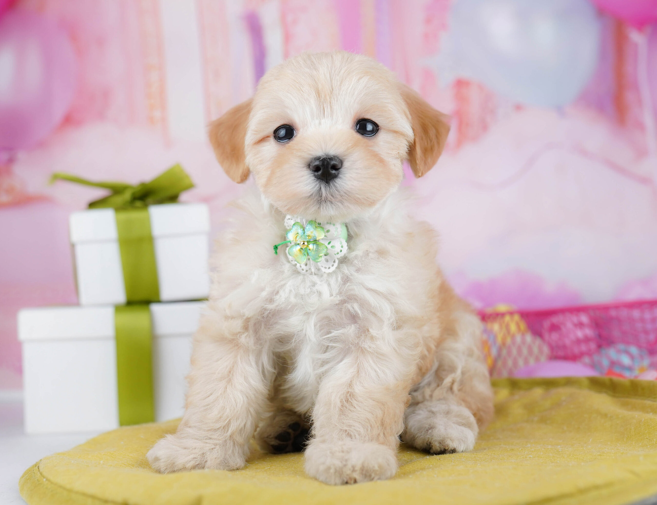 マルプー | 女の子 | アプリコット | 2026年1月19日