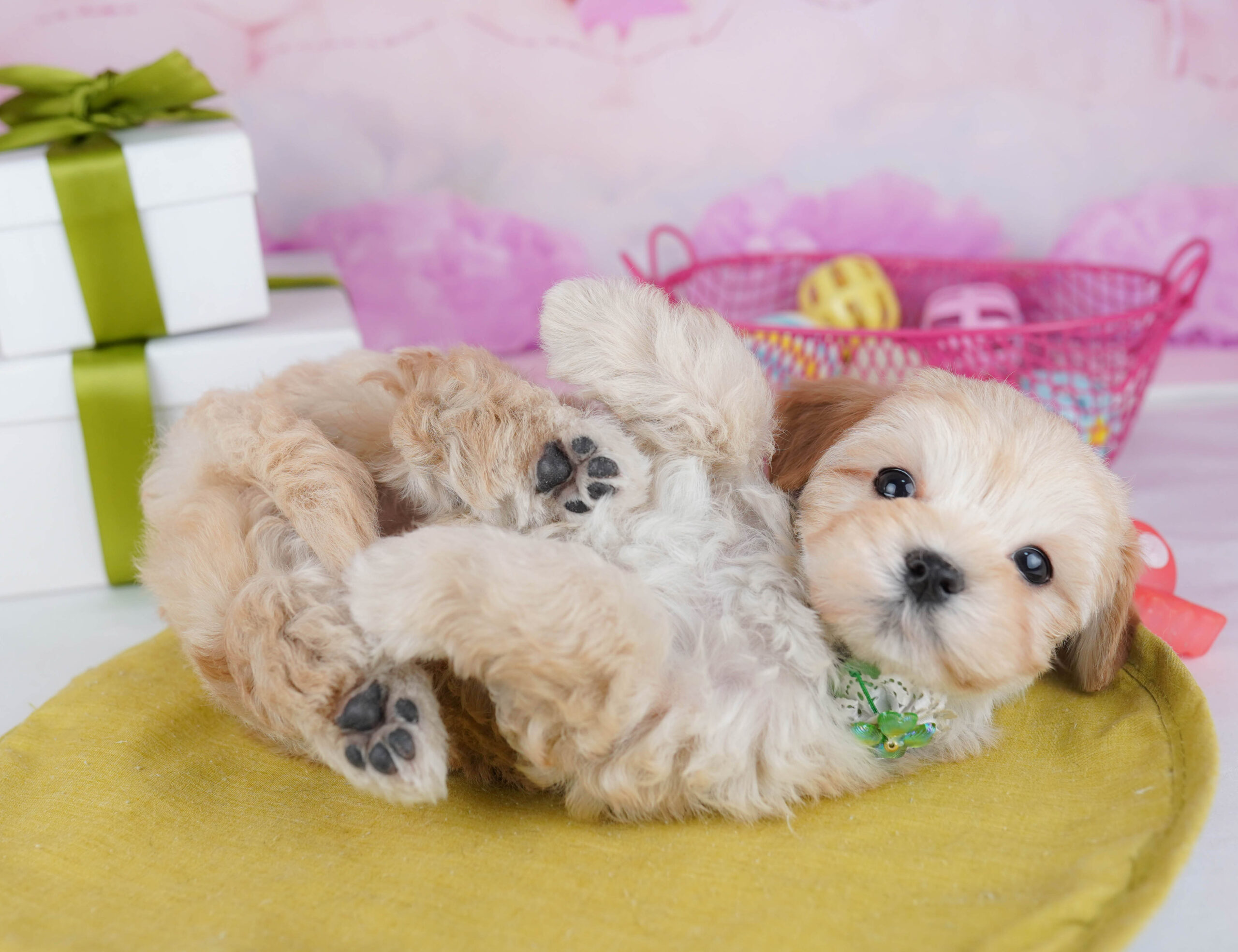 マルプー | 女の子 | アプリコット | 2026年1月19日