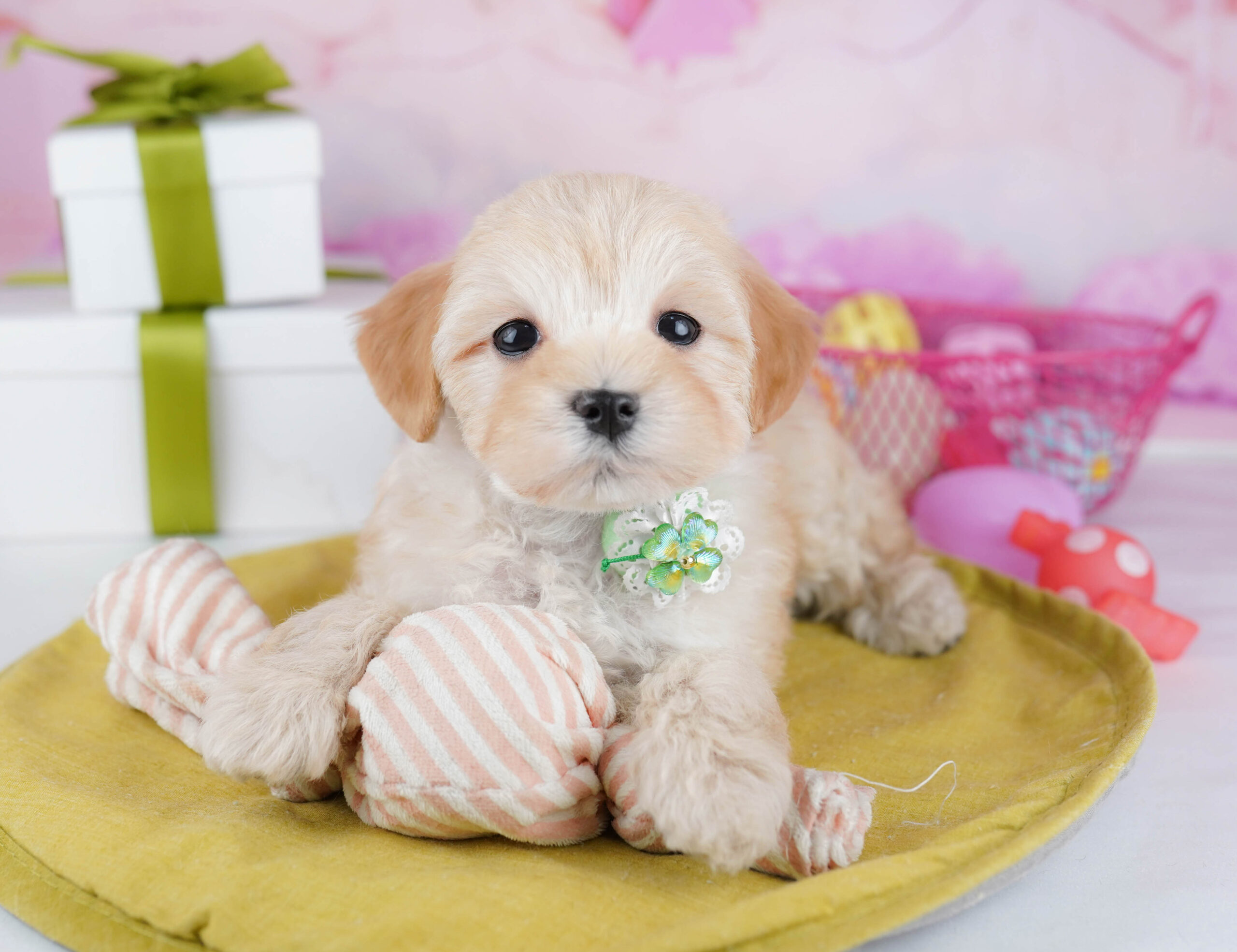 マルプー | 女の子 | アプリコット | 2026年1月19日