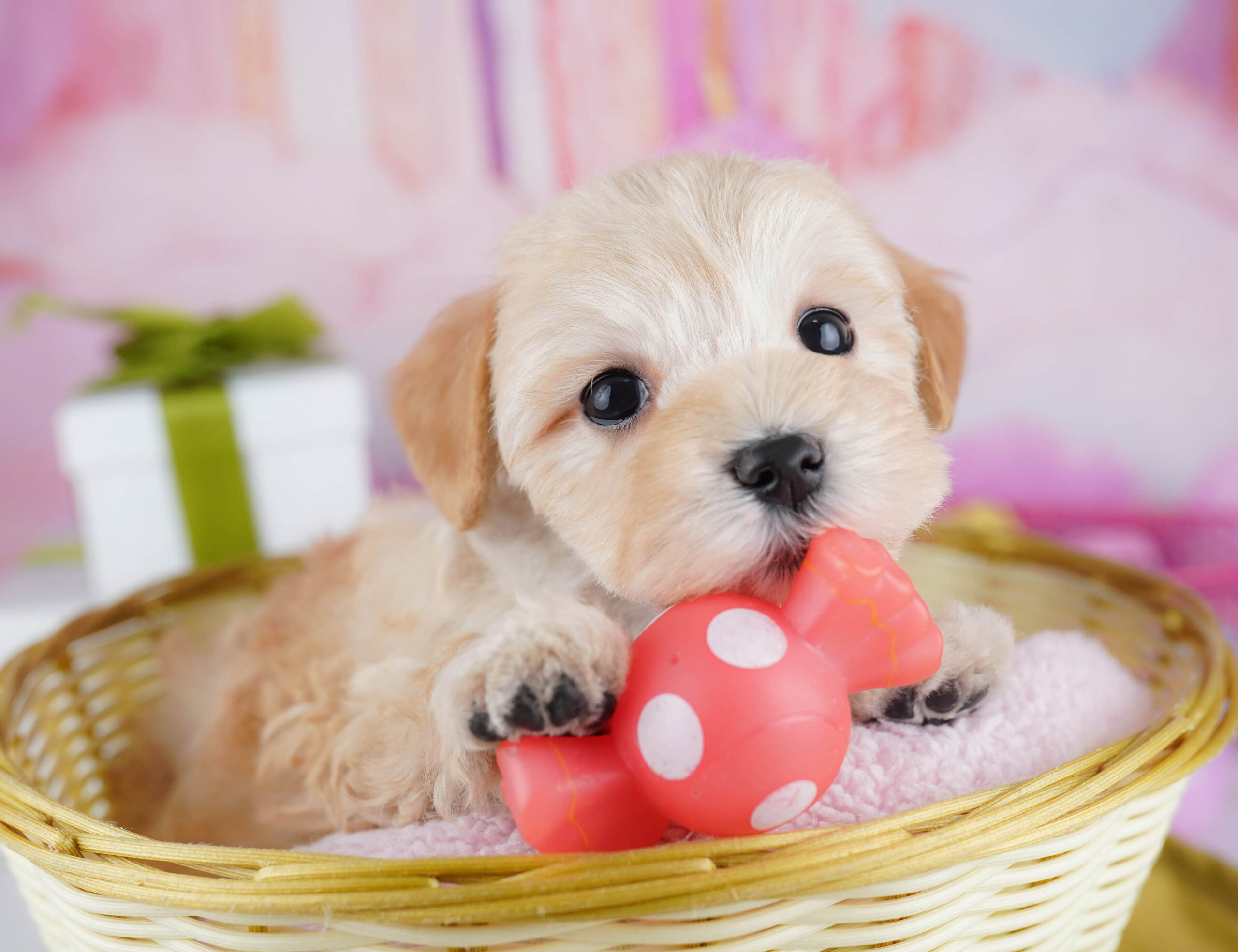 マルプー | 女の子 | アプリコット | 2026年1月19日