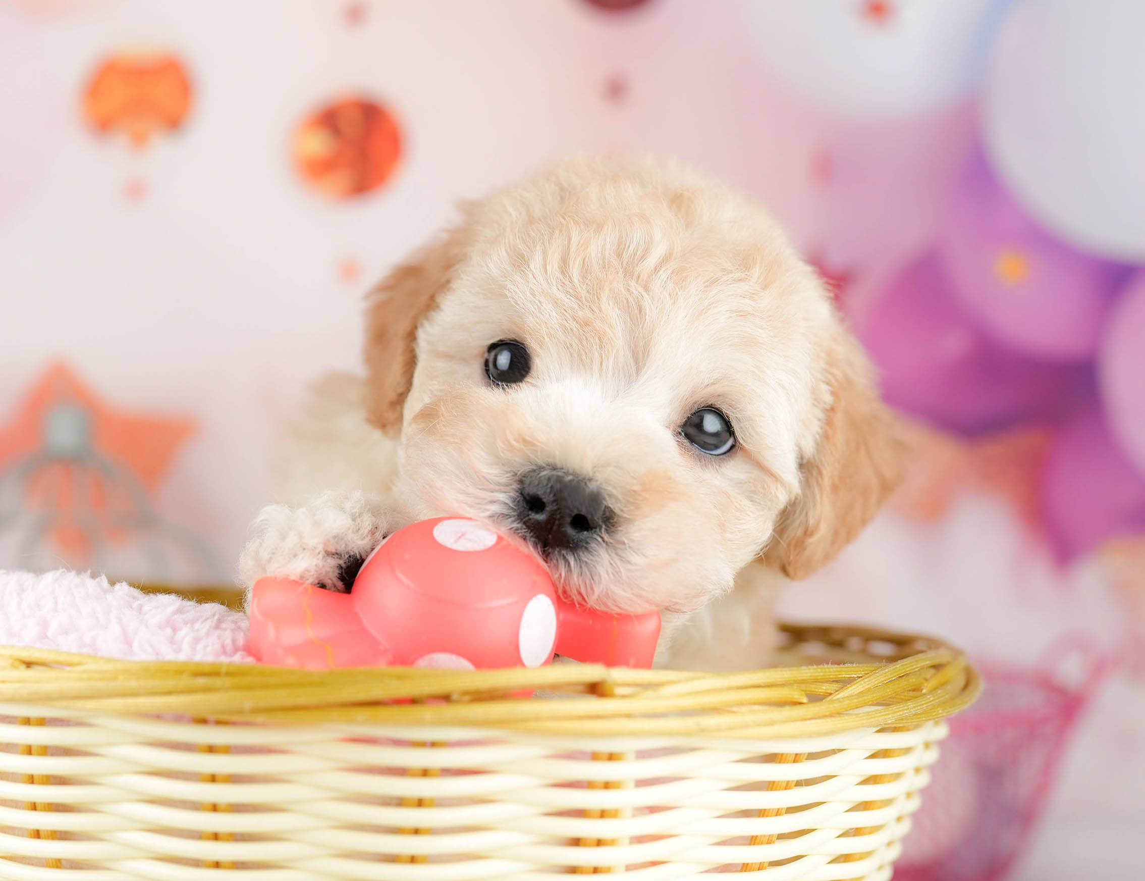 マルプー | 男の子 | アプリコット | 2026年1月19日