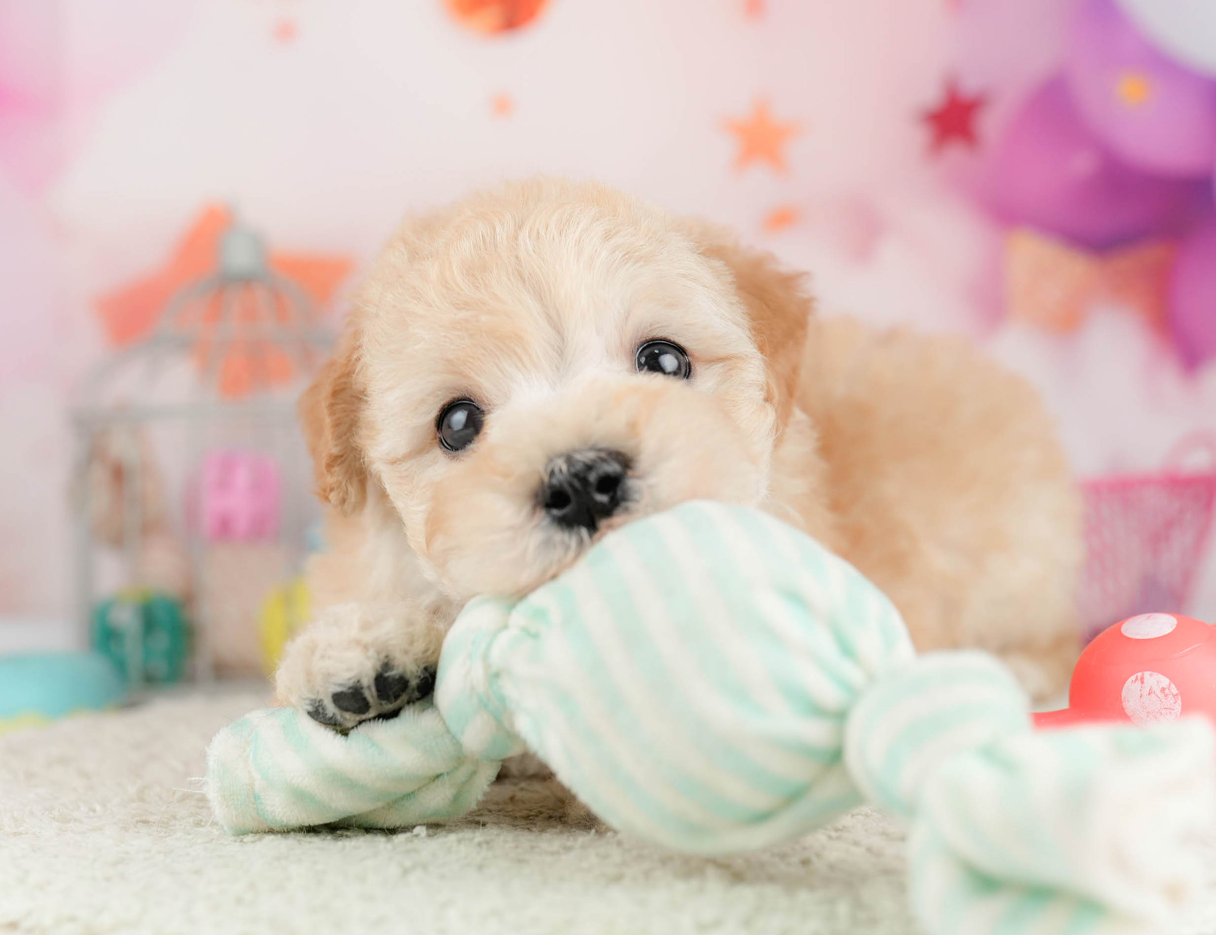 マルプー | 男の子 | アプリコット | 2026年1月19日