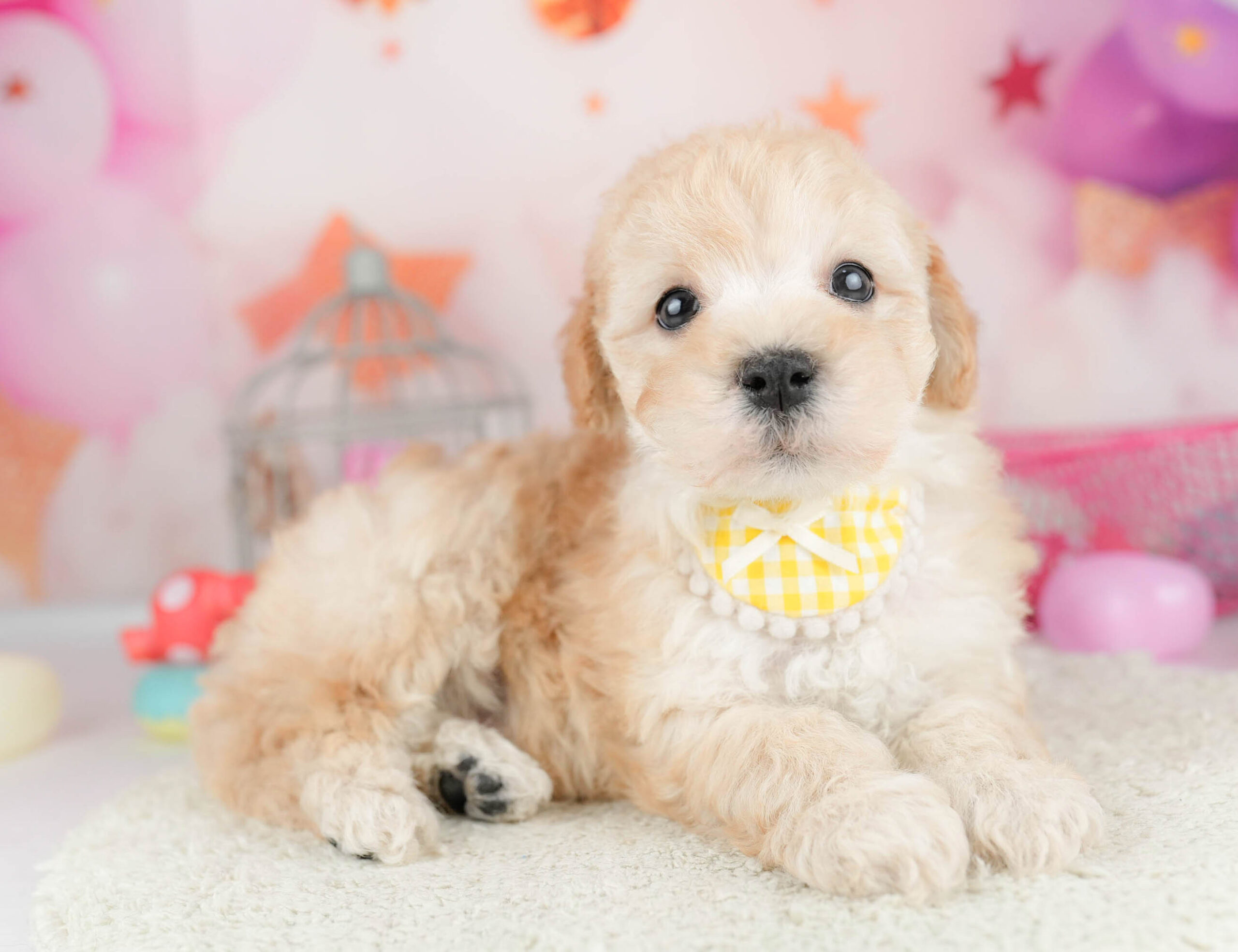 マルプー | 男の子 | アプリコット | 2026年1月19日