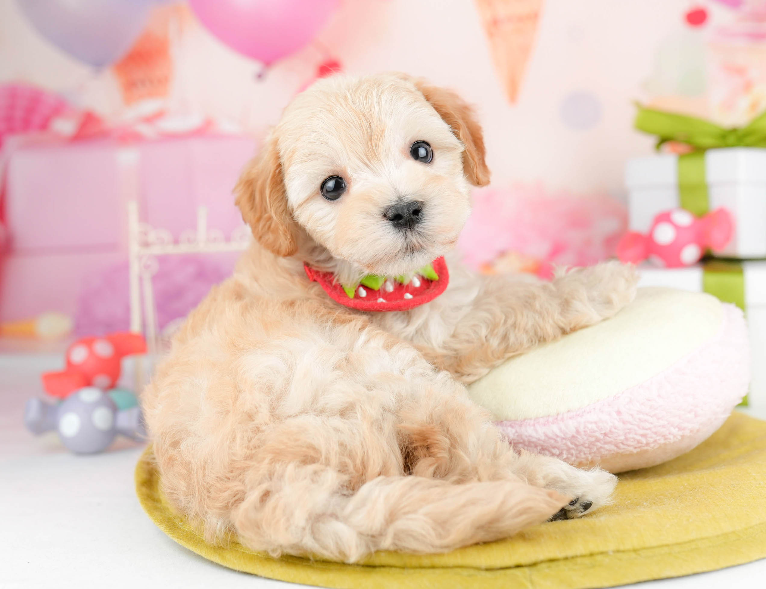 マルプー | 男の子 | アプリコット | 2026年1月19日