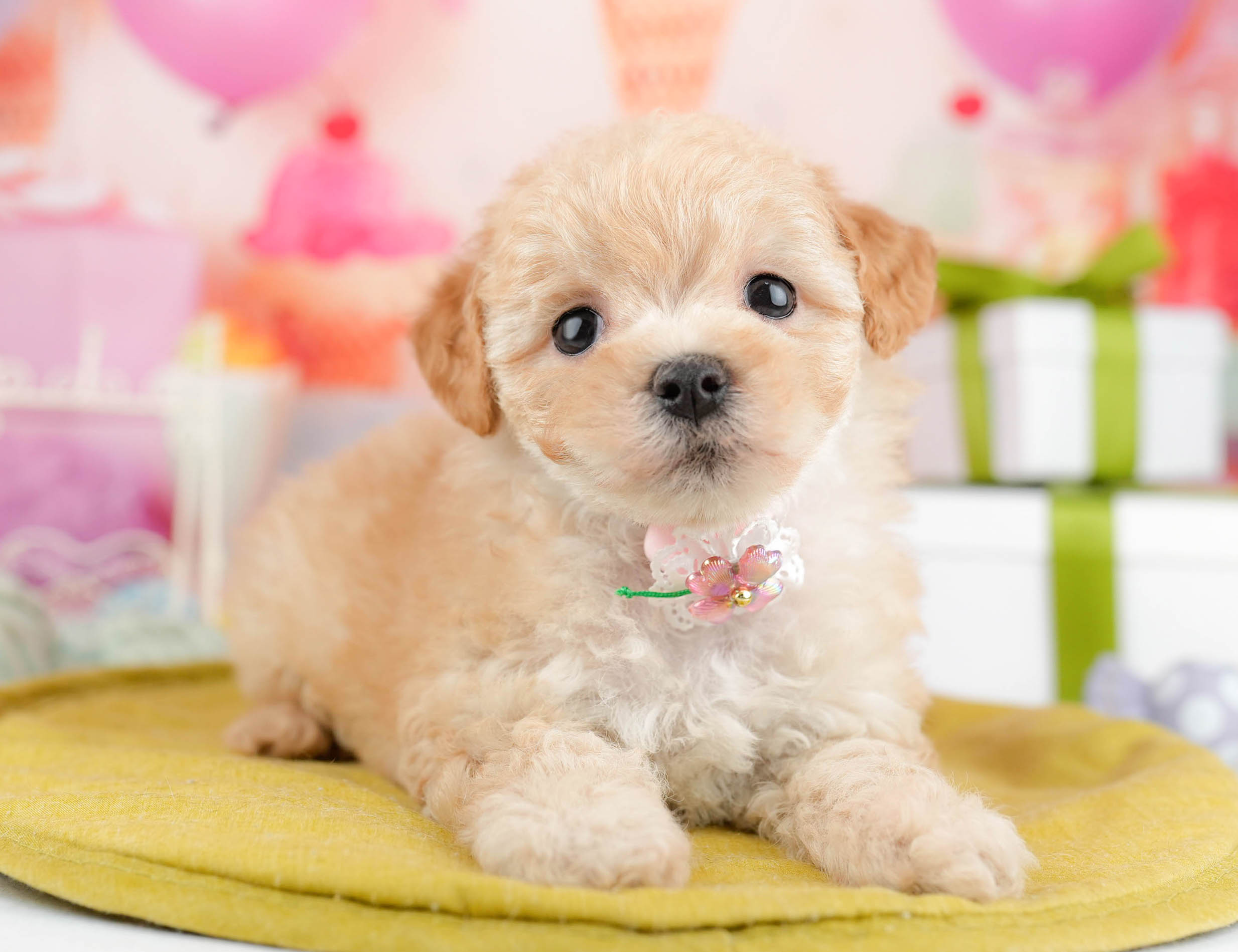 マルプー | 女の子 | アプリコット | 2026年1月19日