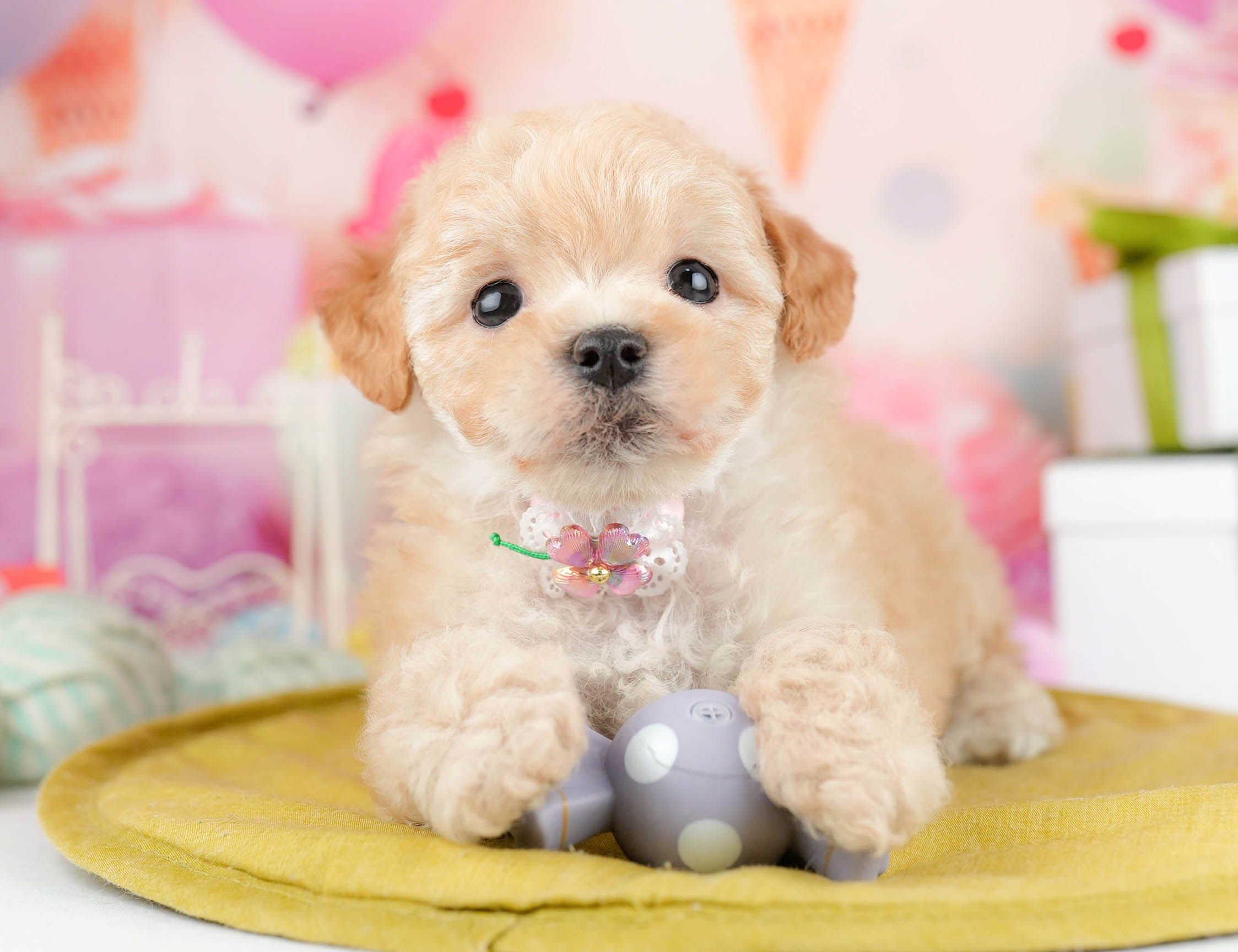 マルプー | 女の子 | アプリコット | 2026年1月19日