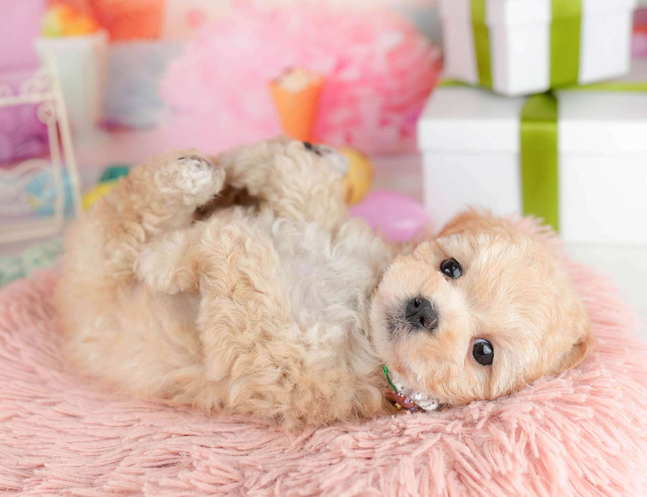 マルプー | 女の子 | アプリコット | 2026年1月19日