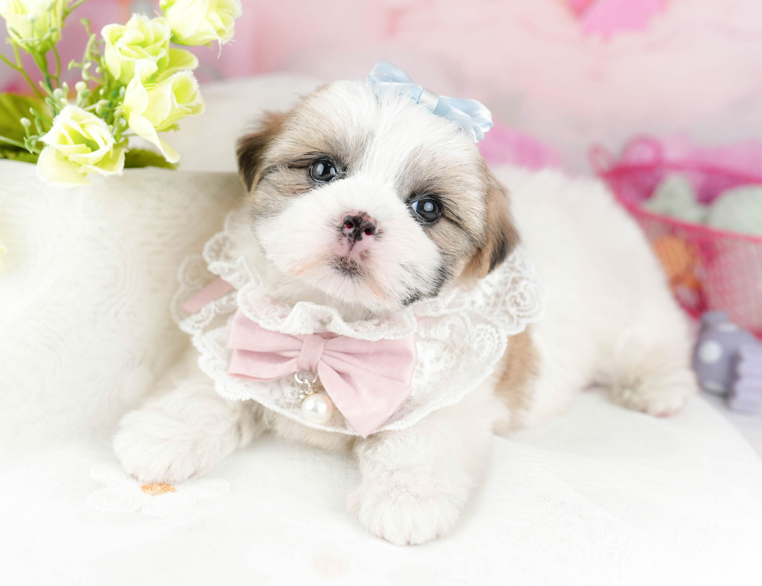 マルズー | 女の子 | ゴールド＆ホワイト | 2026年1月19日