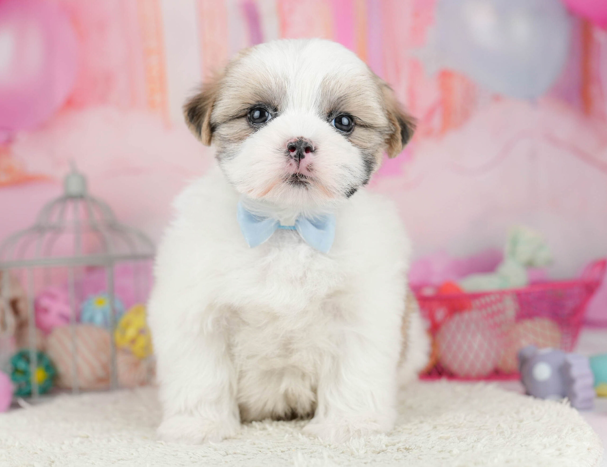 マルズー | 女の子 | ゴールド＆ホワイト | 2026年1月19日