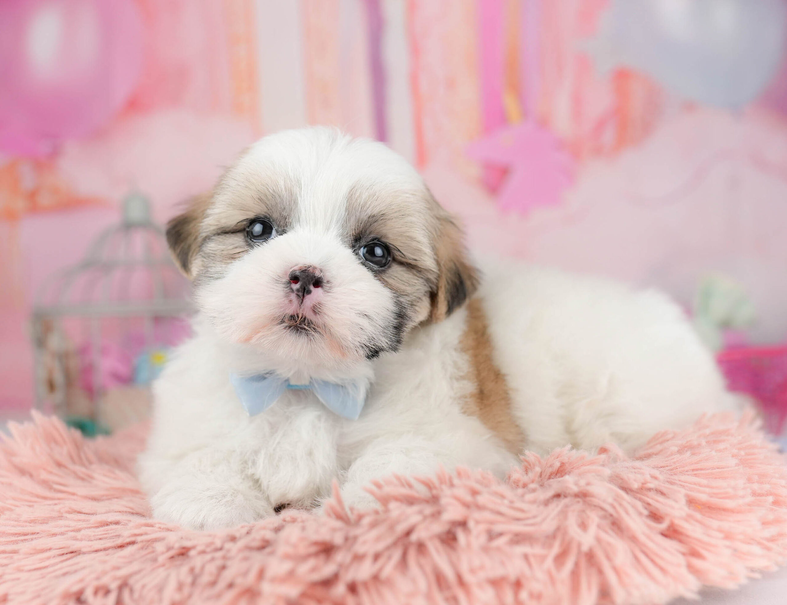 マルズー | 女の子 | ゴールド＆ホワイト | 2026年1月19日