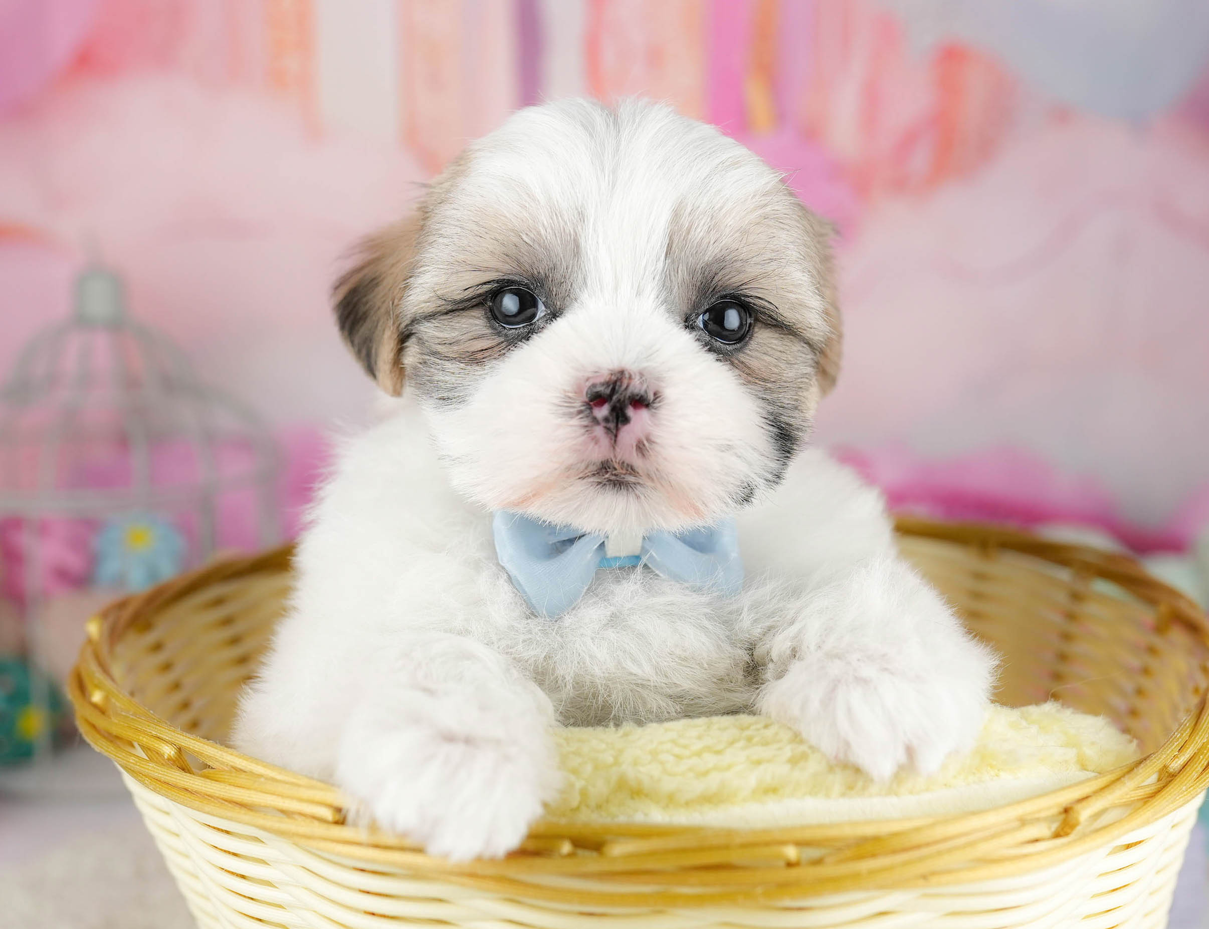 マルズー | 女の子 | ゴールド＆ホワイト | 2026年1月19日