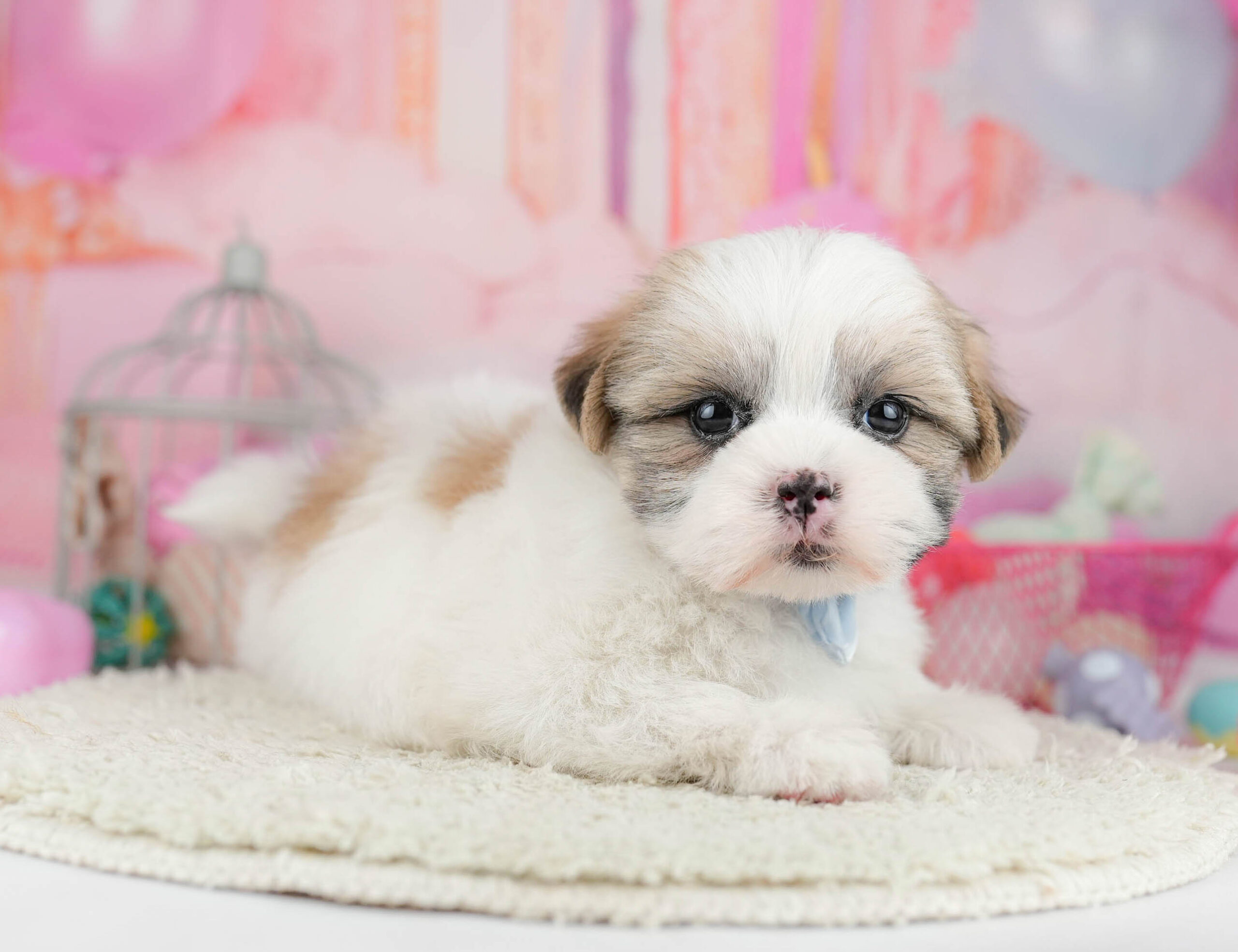 マルズー | 女の子 | ゴールド＆ホワイト | 2026年1月19日