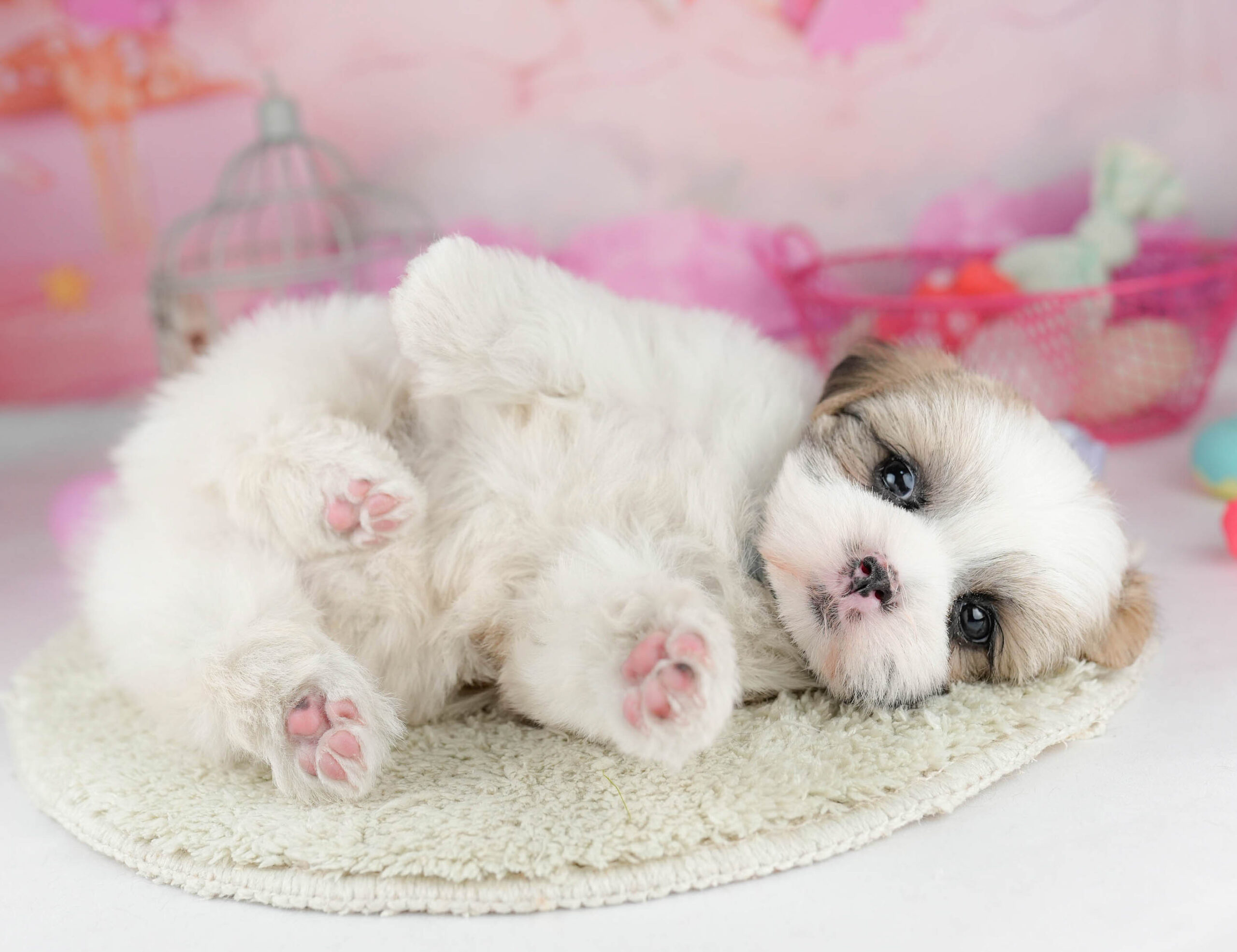 マルズー | 女の子 | ゴールド＆ホワイト | 2026年1月19日