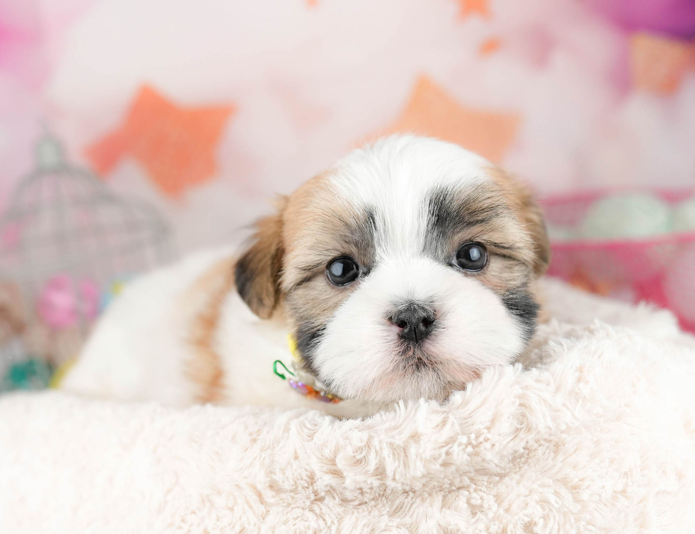 マルズー | 女の子 | ゴールド＆ホワイト | 2026年1月19日