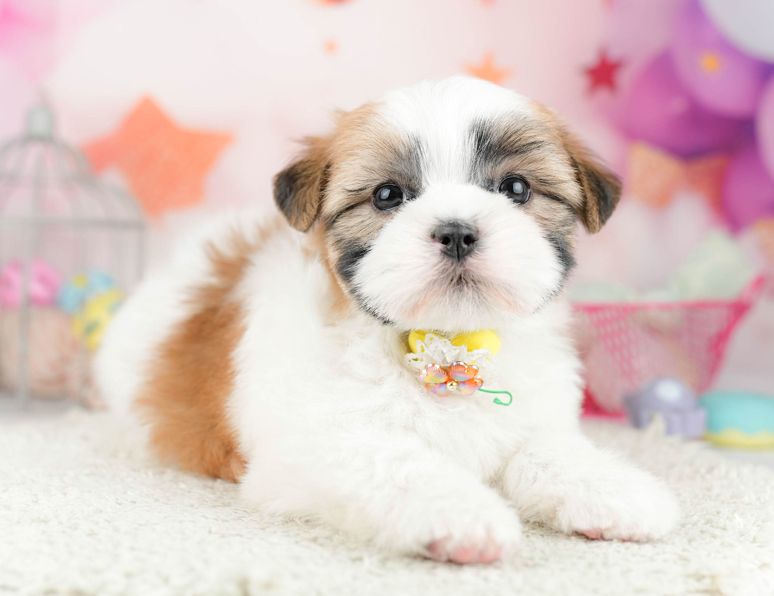 マルズー | 女の子 | ゴールド＆ホワイト | 2026年1月19日