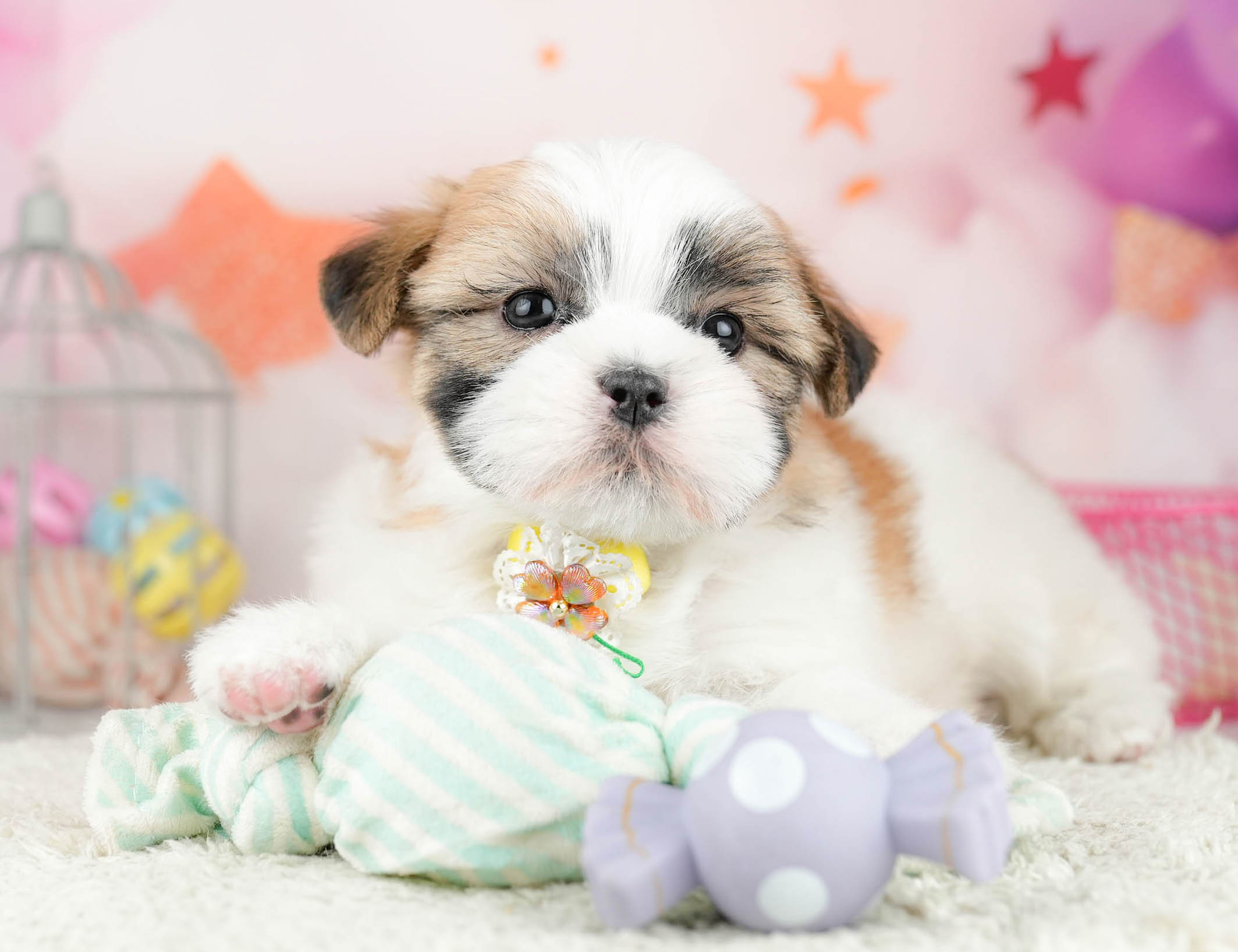 マルズー | 女の子 | ゴールド＆ホワイト | 2026年1月19日