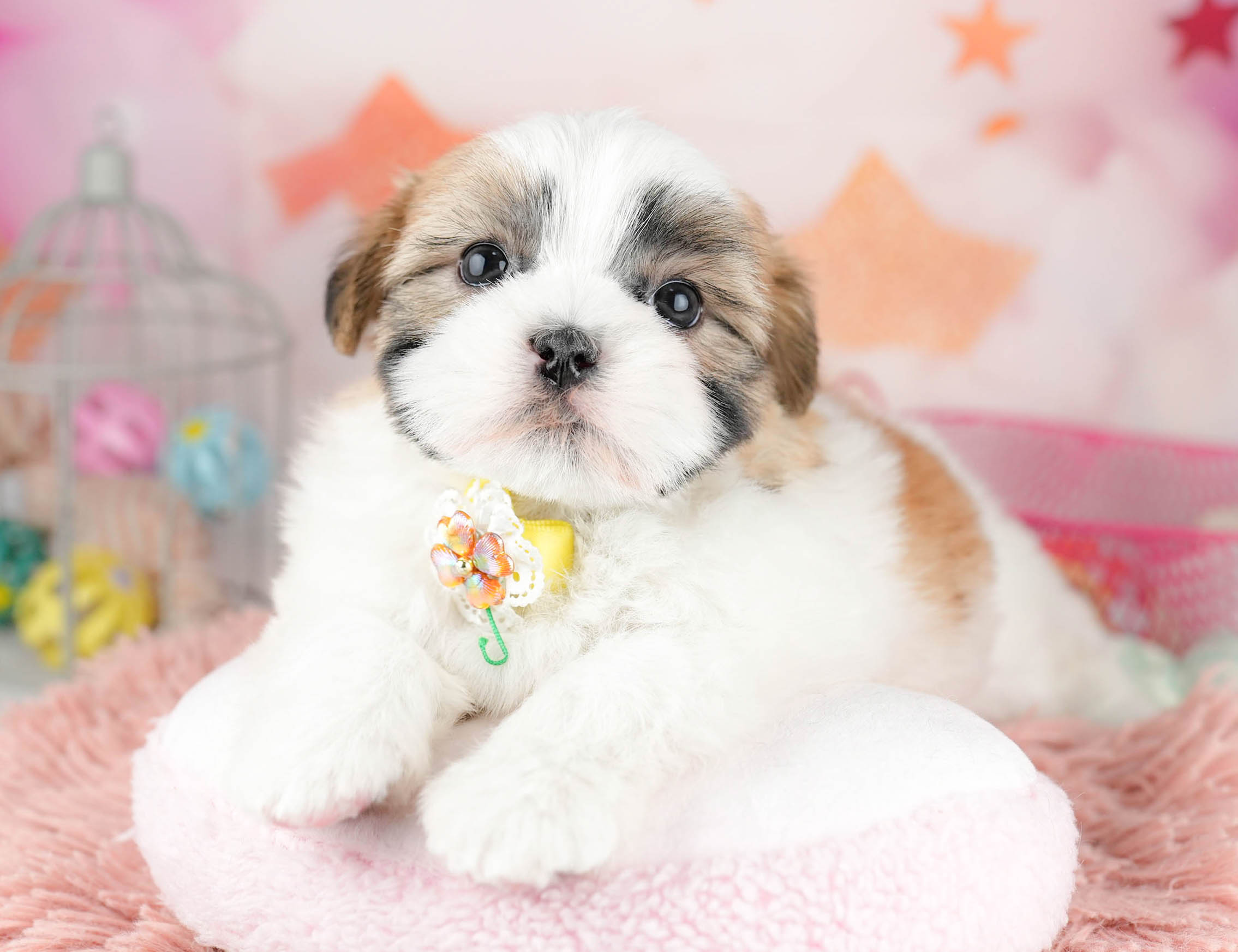 マルズー | 女の子 | ゴールド＆ホワイト | 2026年1月19日