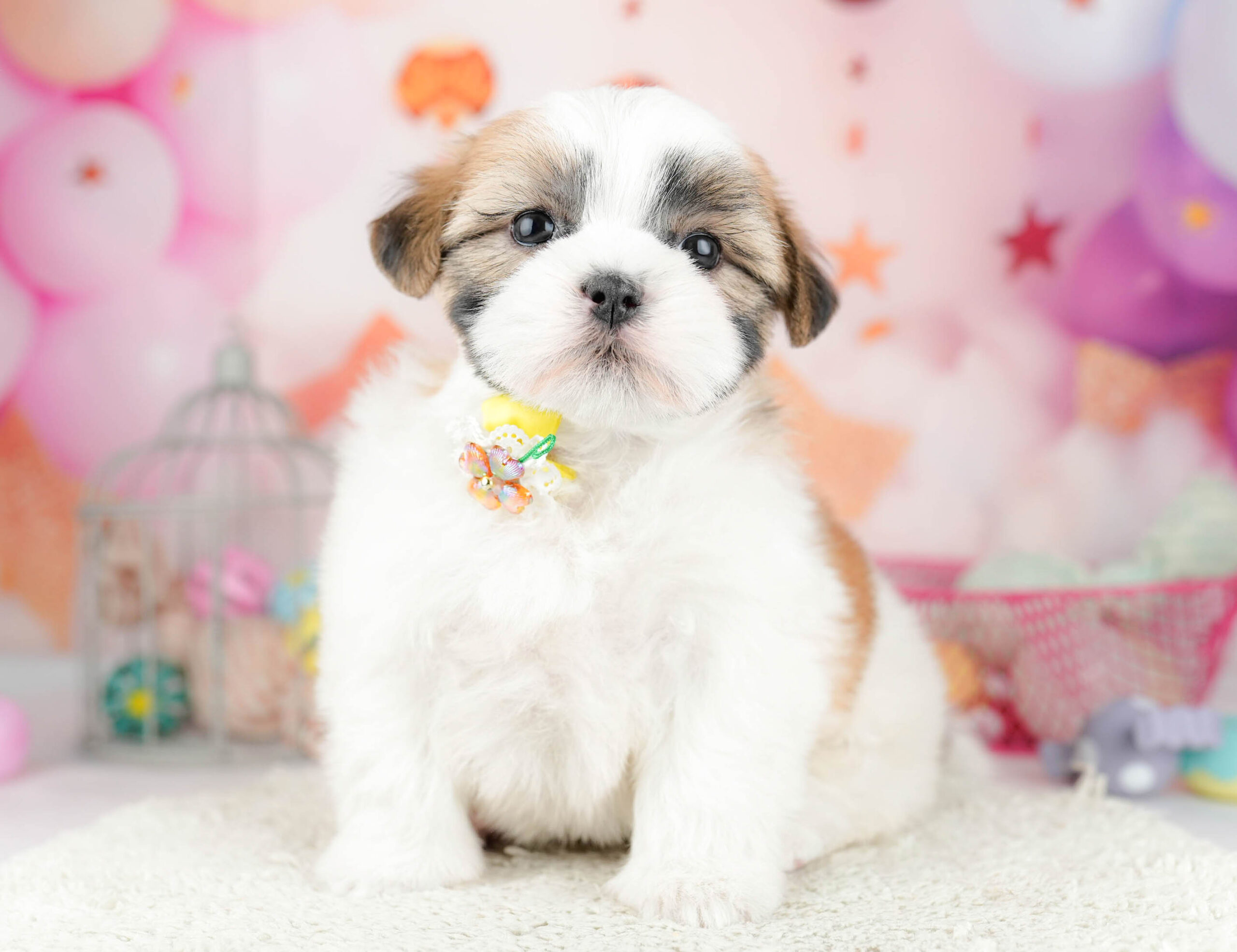 マルズー | 女の子 | ゴールド＆ホワイト | 2026年1月19日