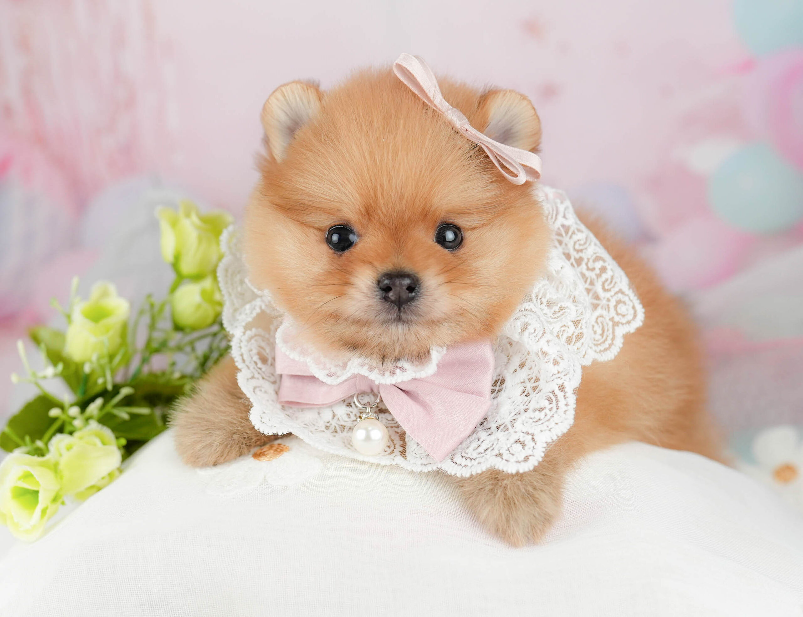 ポメラニアン | 男の子 | オレンジ | 2026年1月21日