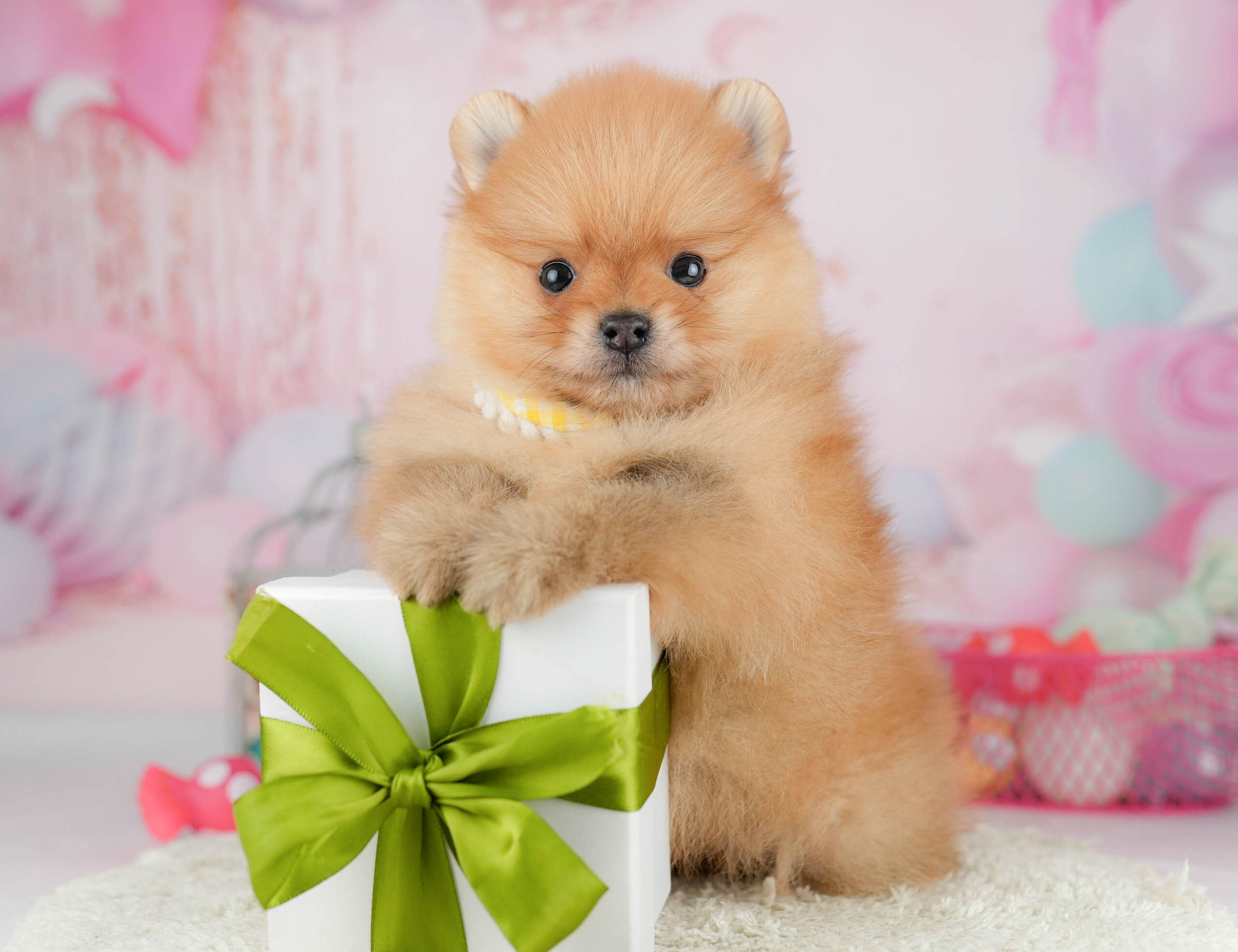 ポメラニアン | 男の子 | オレンジ | 2026年1月21日