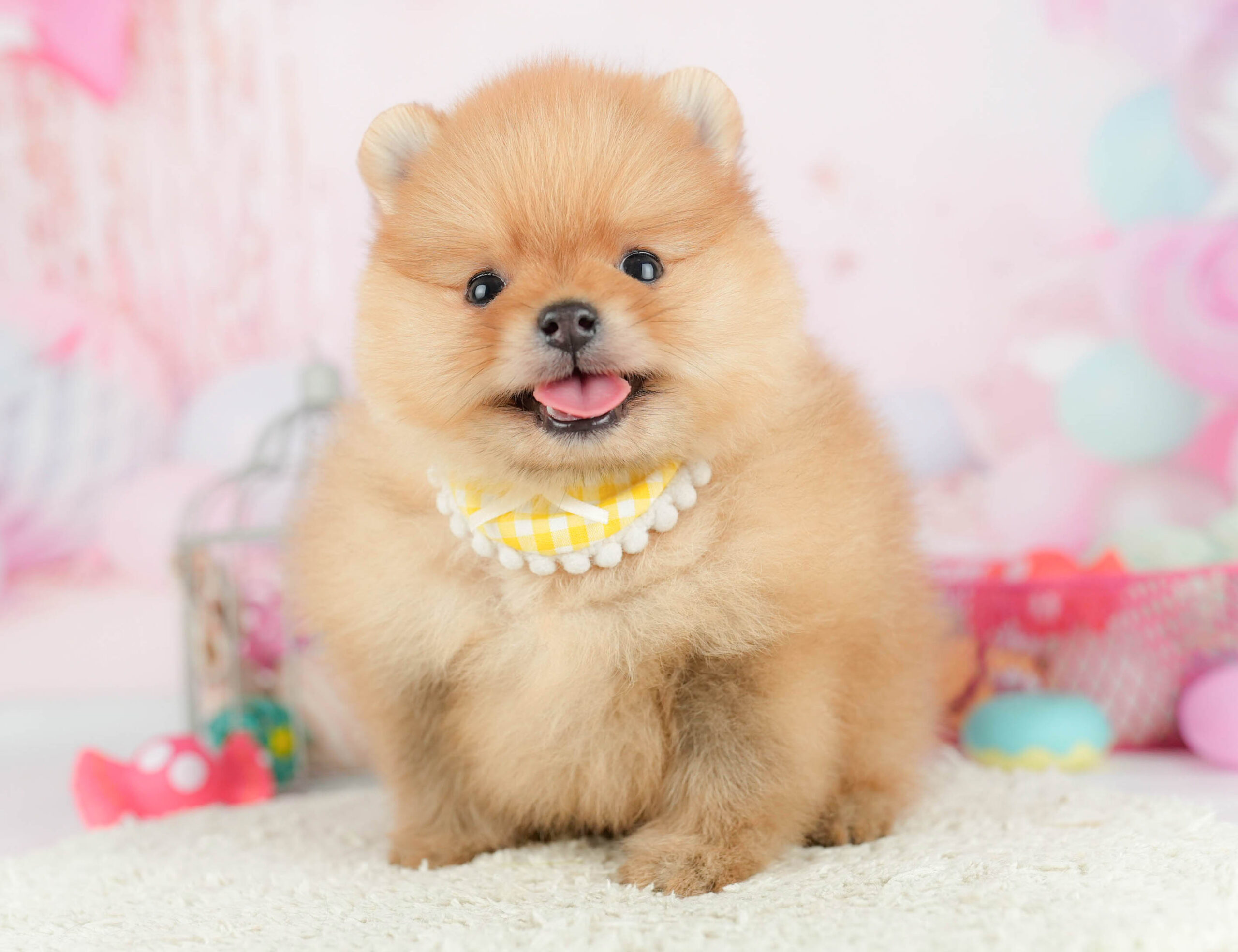 ポメラニアン | 男の子 | オレンジ | 2026年1月21日