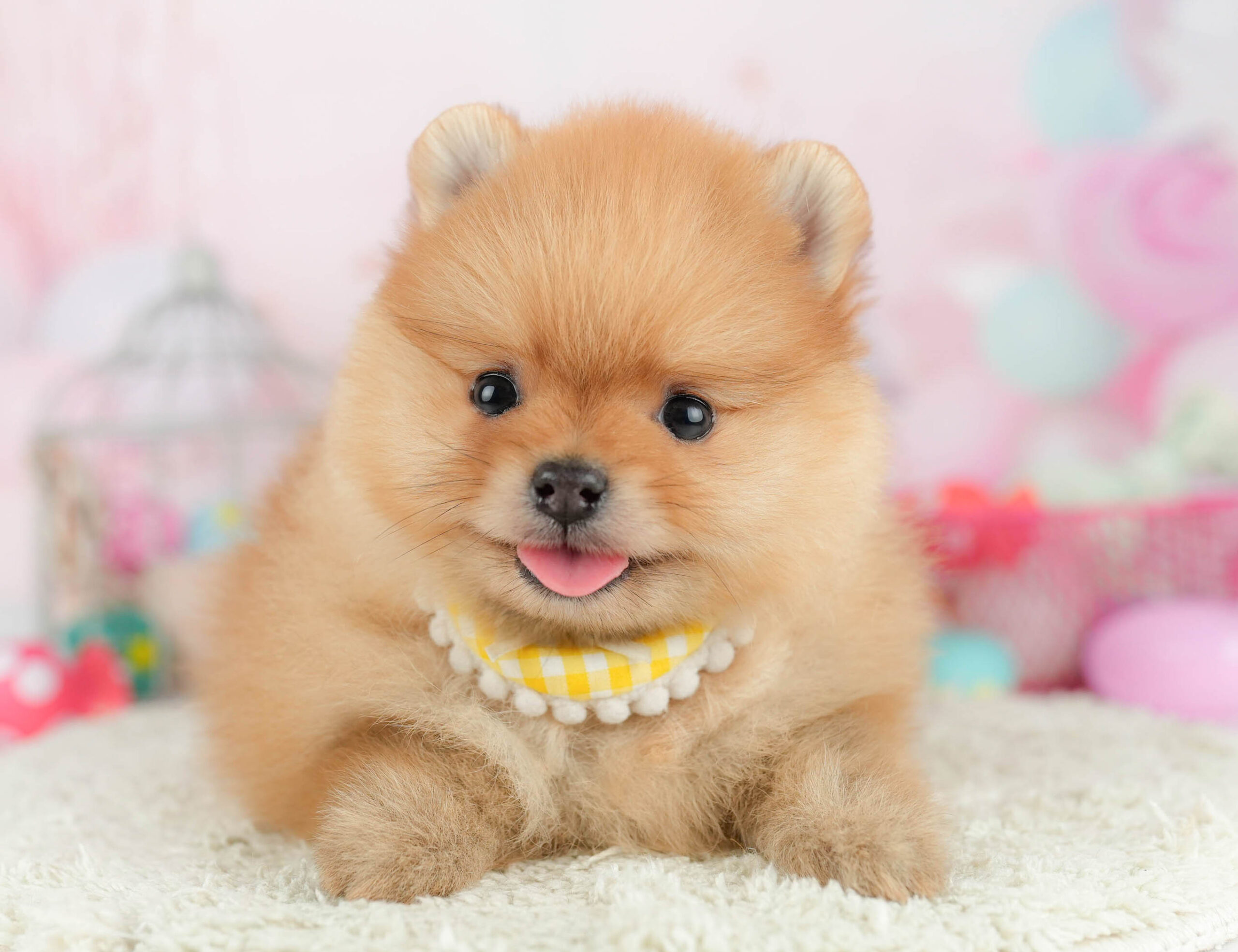 ポメラニアン | 男の子 | オレンジ | 2026年1月21日