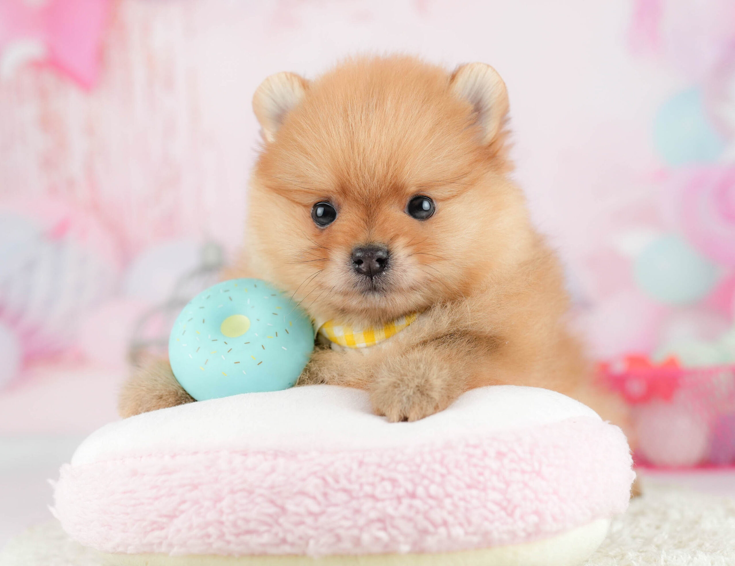 ポメラニアン | 男の子 | オレンジ | 2026年1月21日