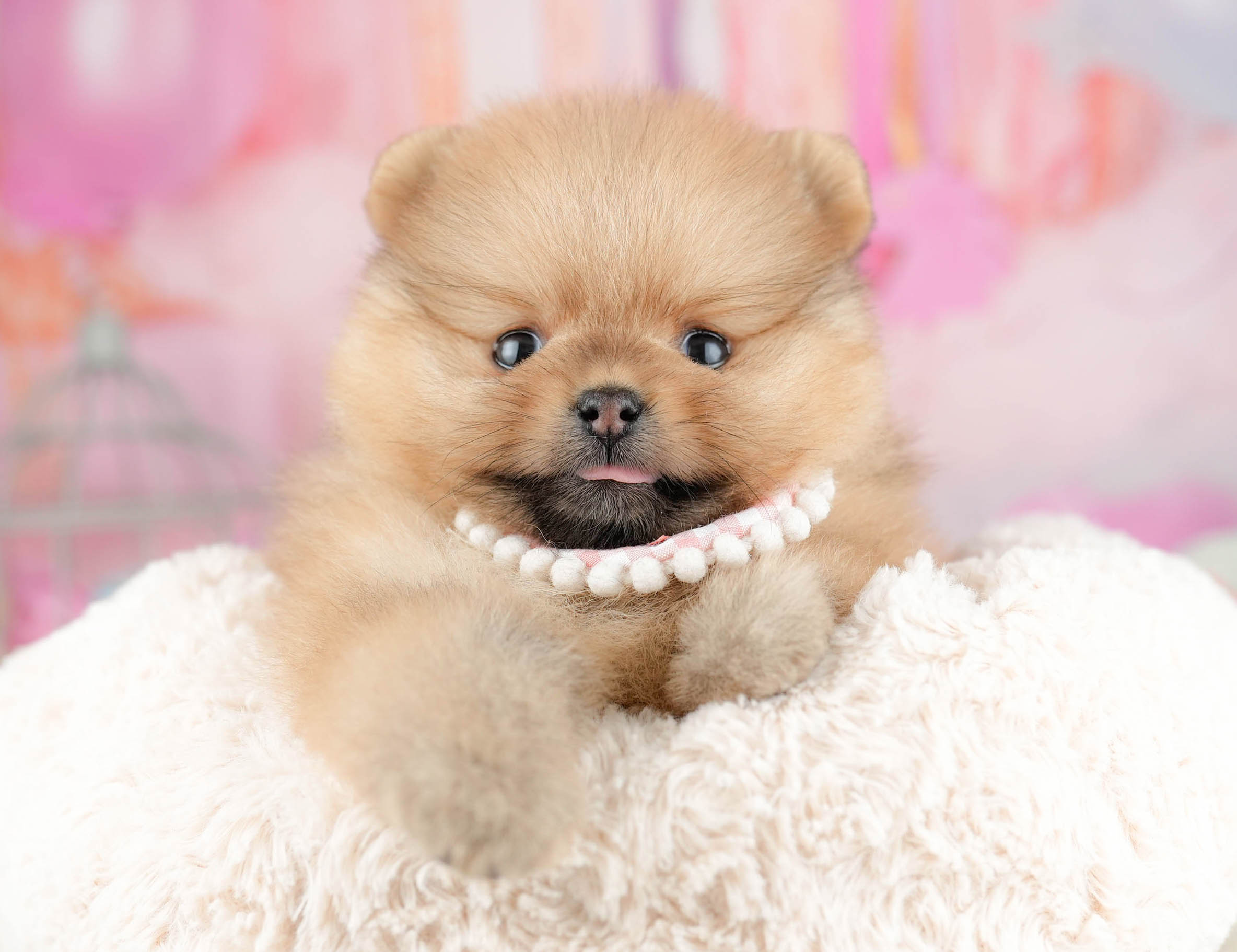 ポメラニアン | 女の子 | オレンジ | 2026年1月21日