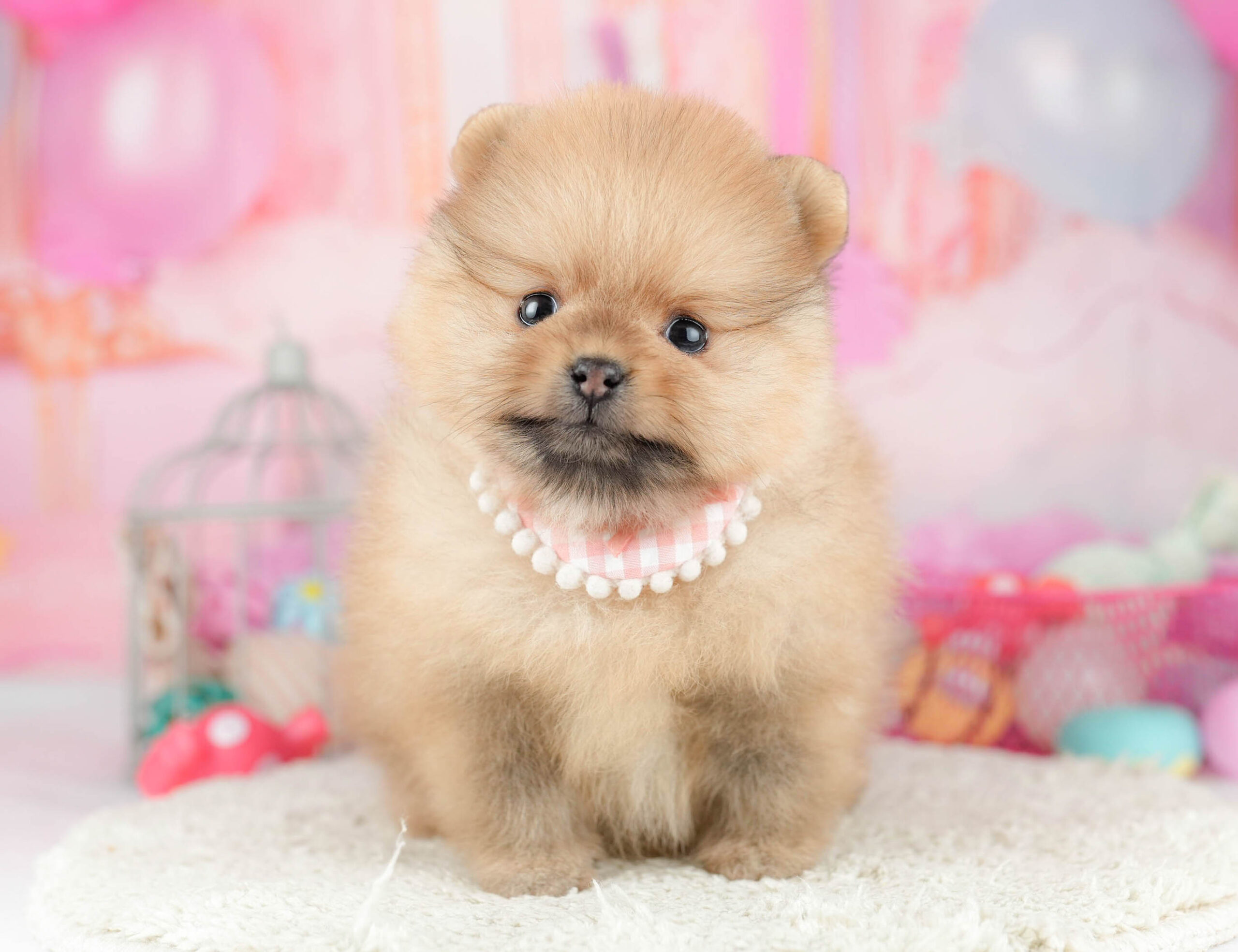 ポメラニアン | 女の子 | オレンジ | 2026年1月21日