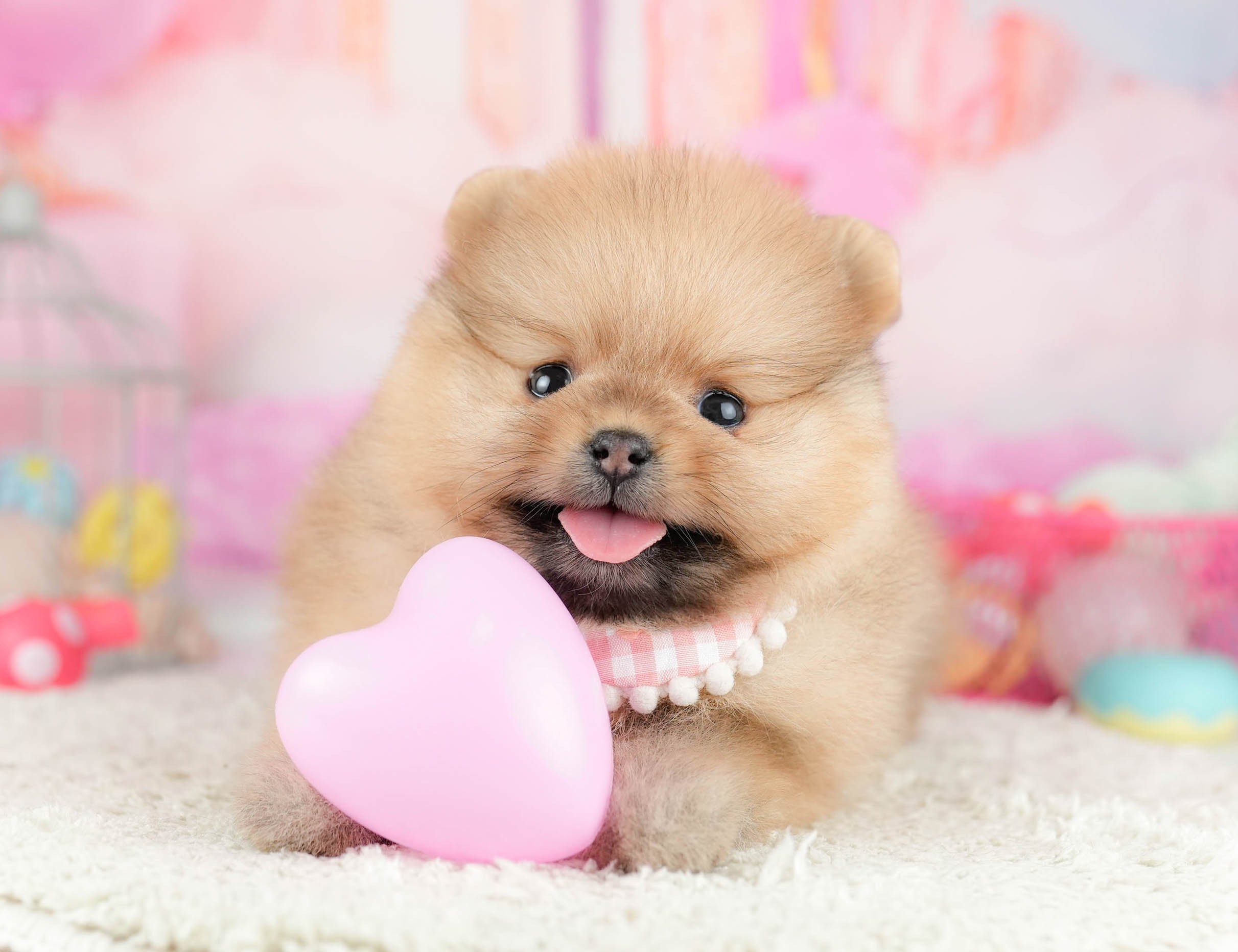 ポメラニアン | 女の子 | オレンジ | 2026年1月21日