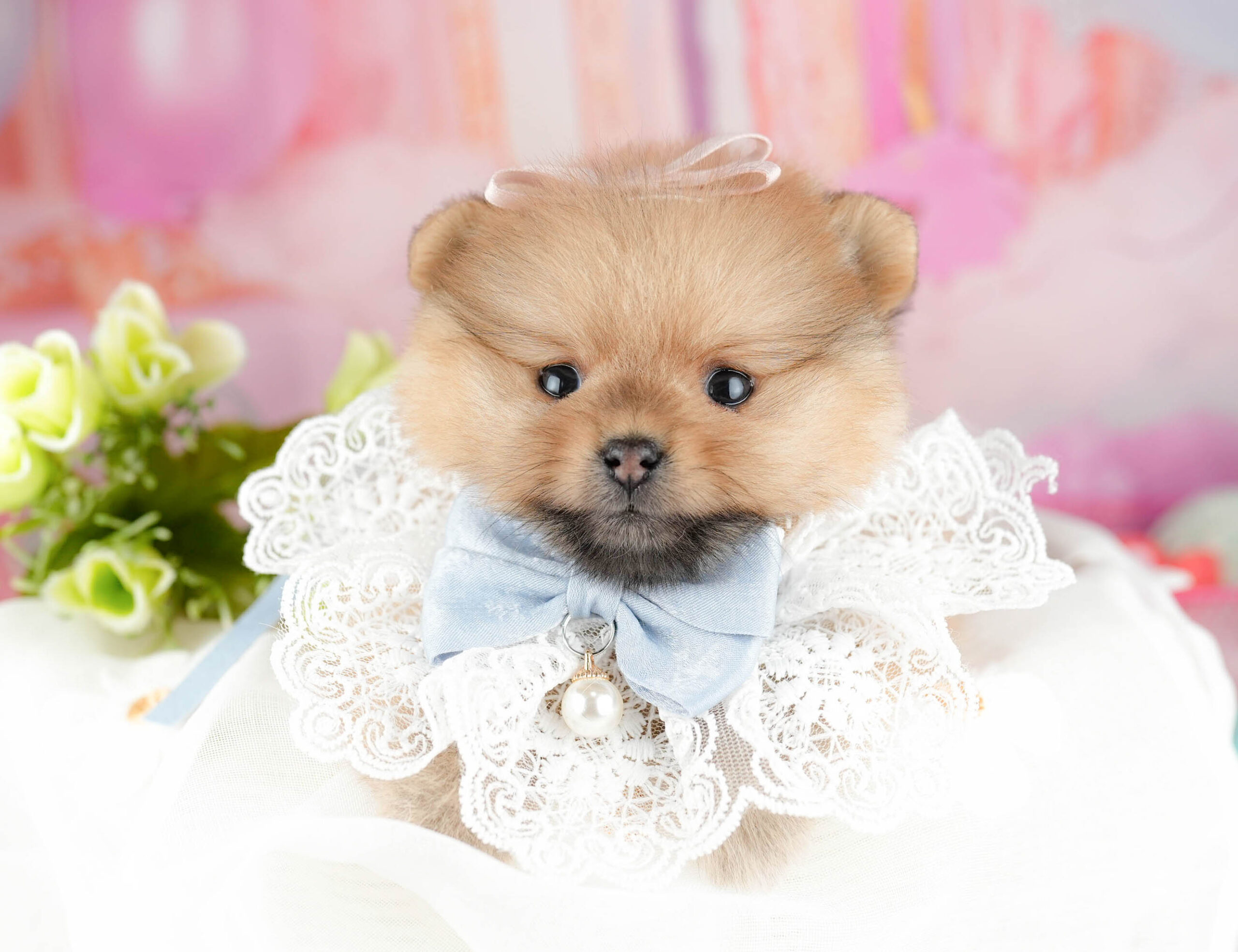 ポメラニアン | 女の子 | オレンジ | 2026年1月21日