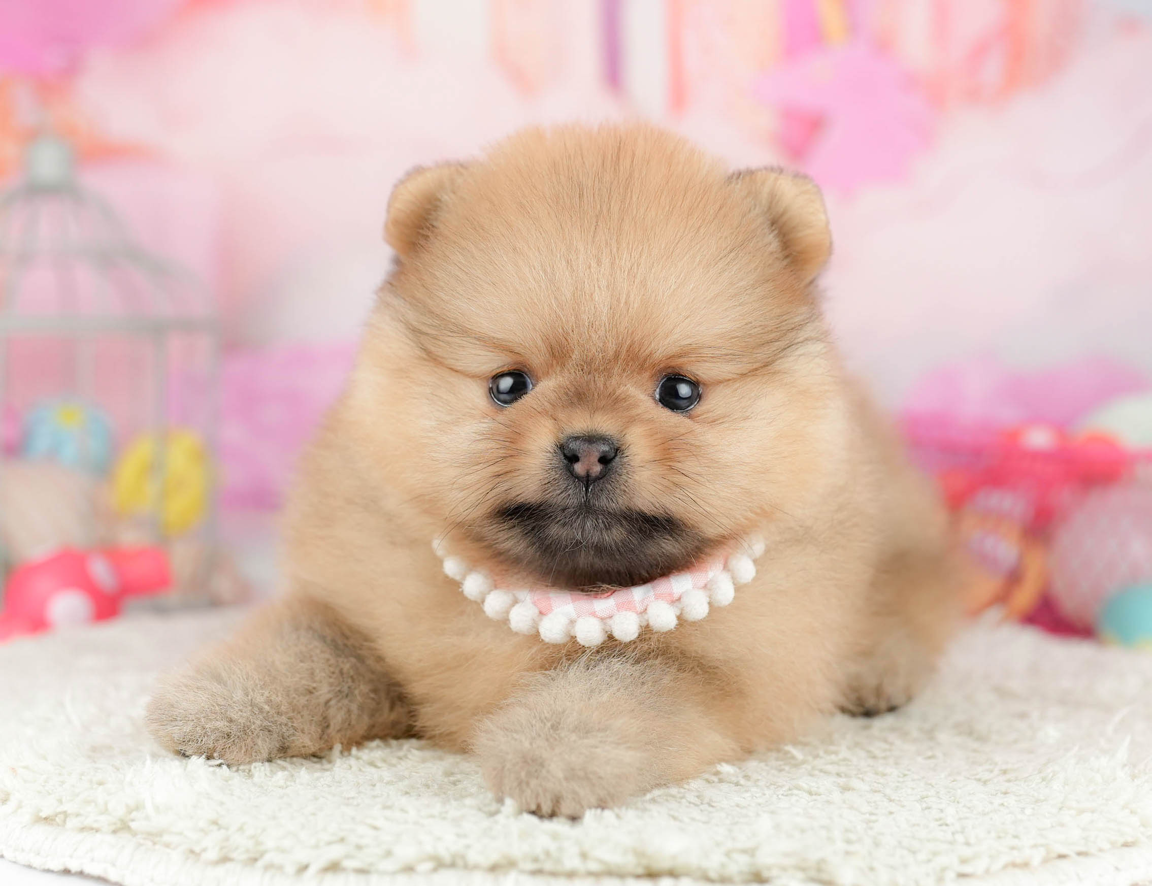 ポメラニアン | 女の子 | オレンジ | 2026年1月21日