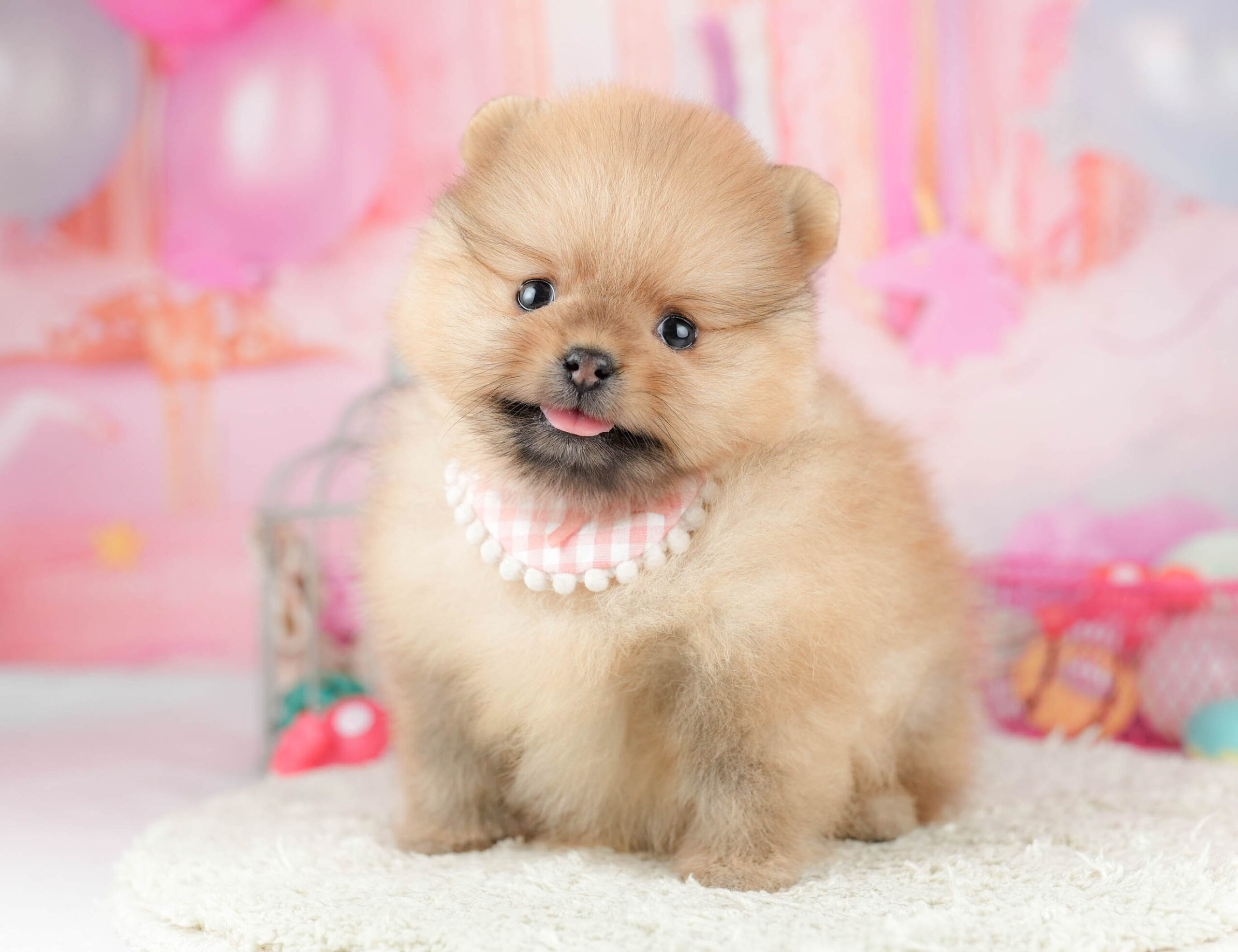 ポメラニアン | 女の子 | オレンジ | 2026年1月21日