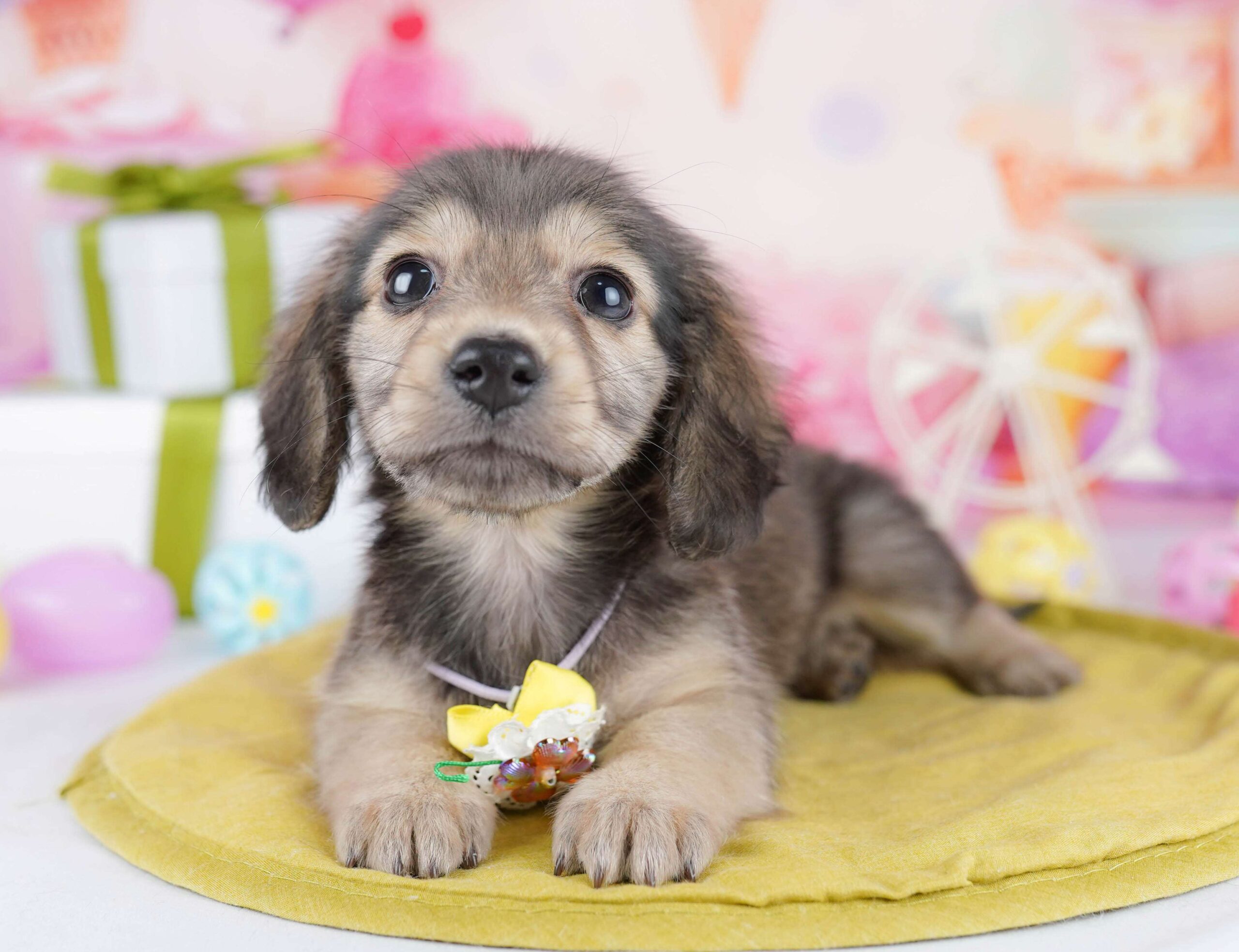 チワックス | 女の子 | シェーテッドイエロー | 2026年1月22日