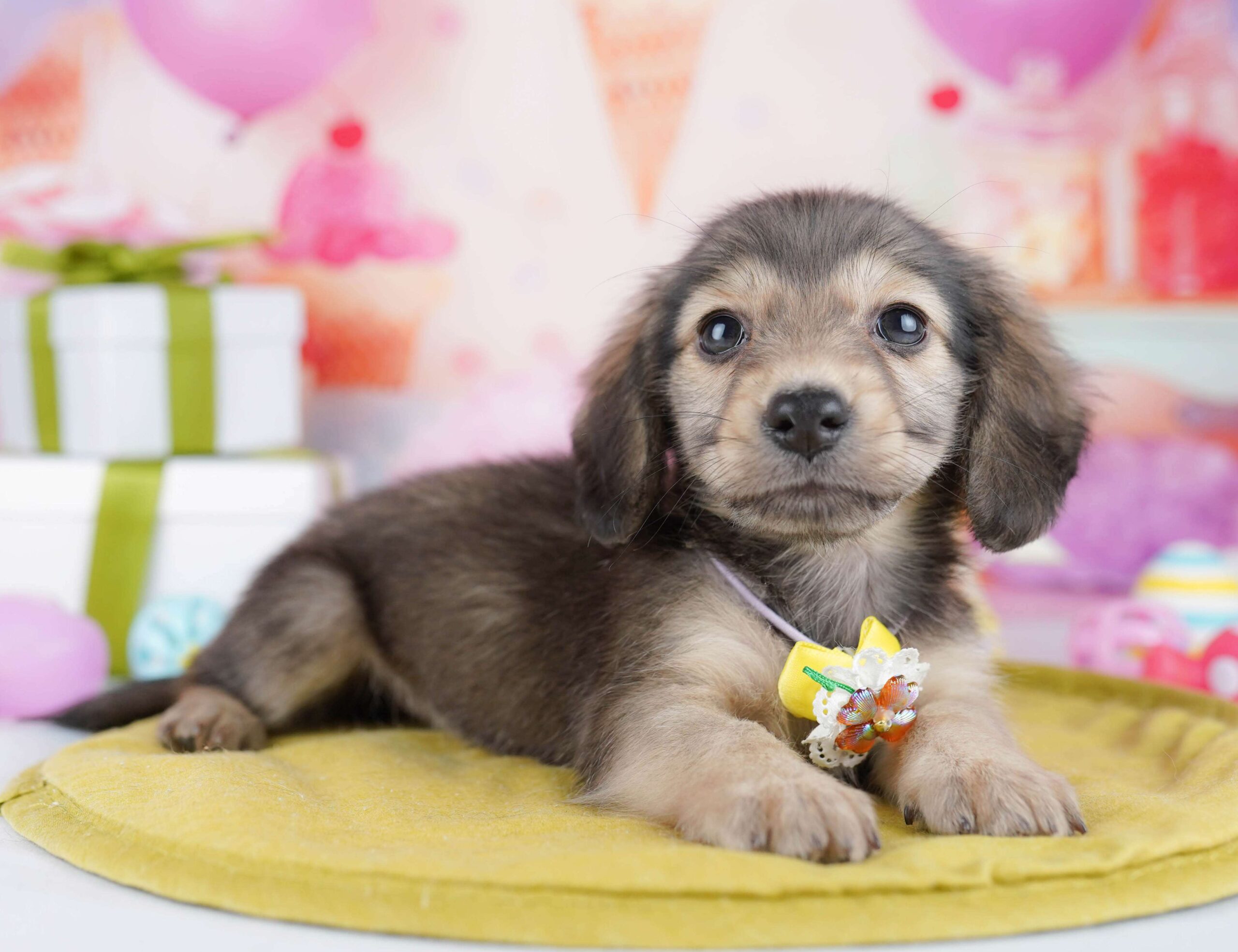 チワックス | 女の子 | シェーテッドイエロー | 2026年1月22日