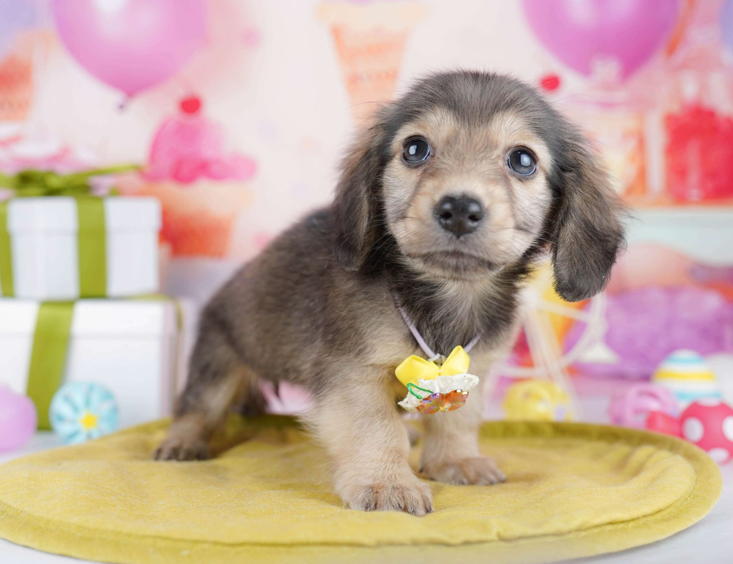 チワックス | 女の子 | シェーテッドイエロー | 2026年1月22日