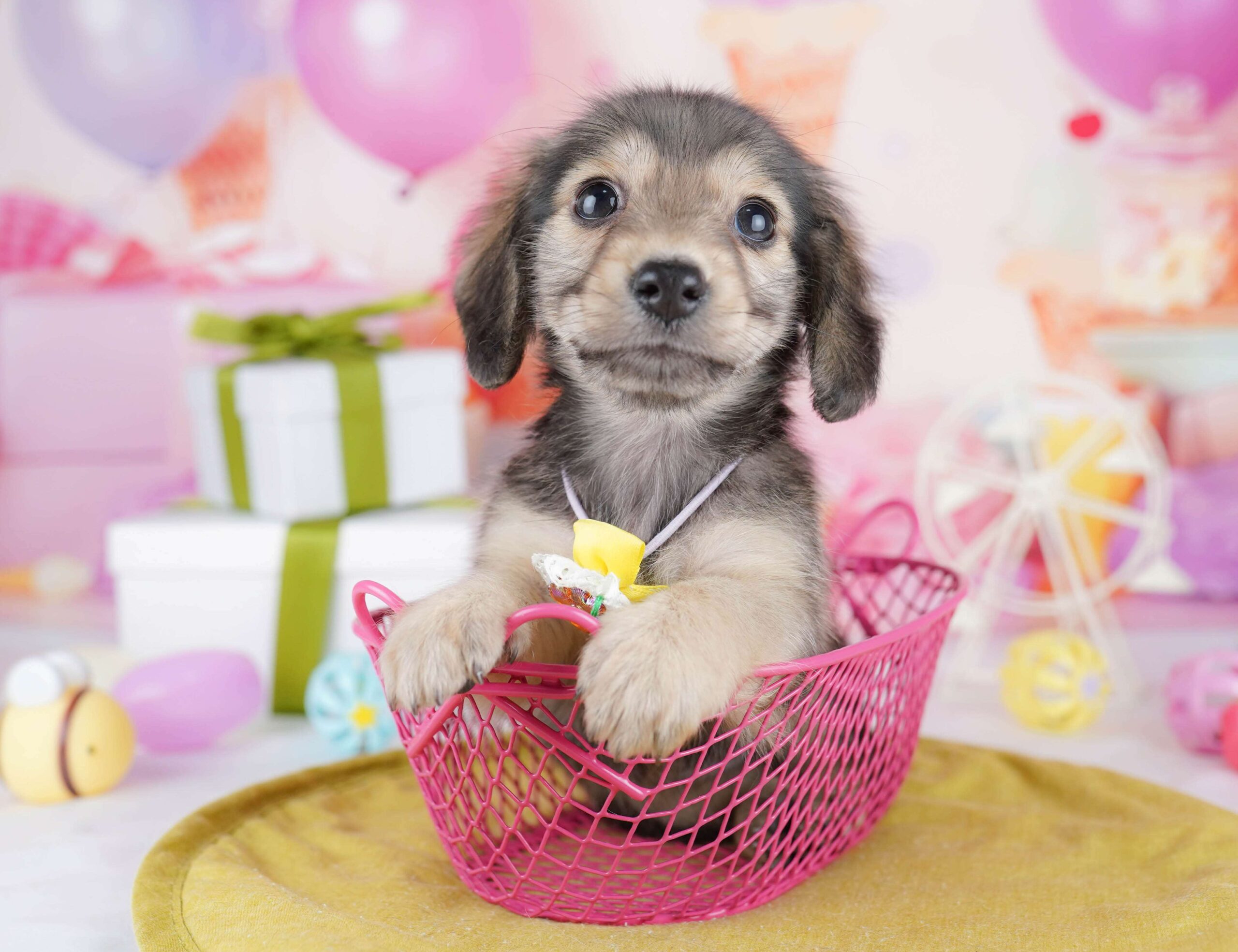 チワックス | 女の子 | シェーテッドイエロー | 2026年1月22日