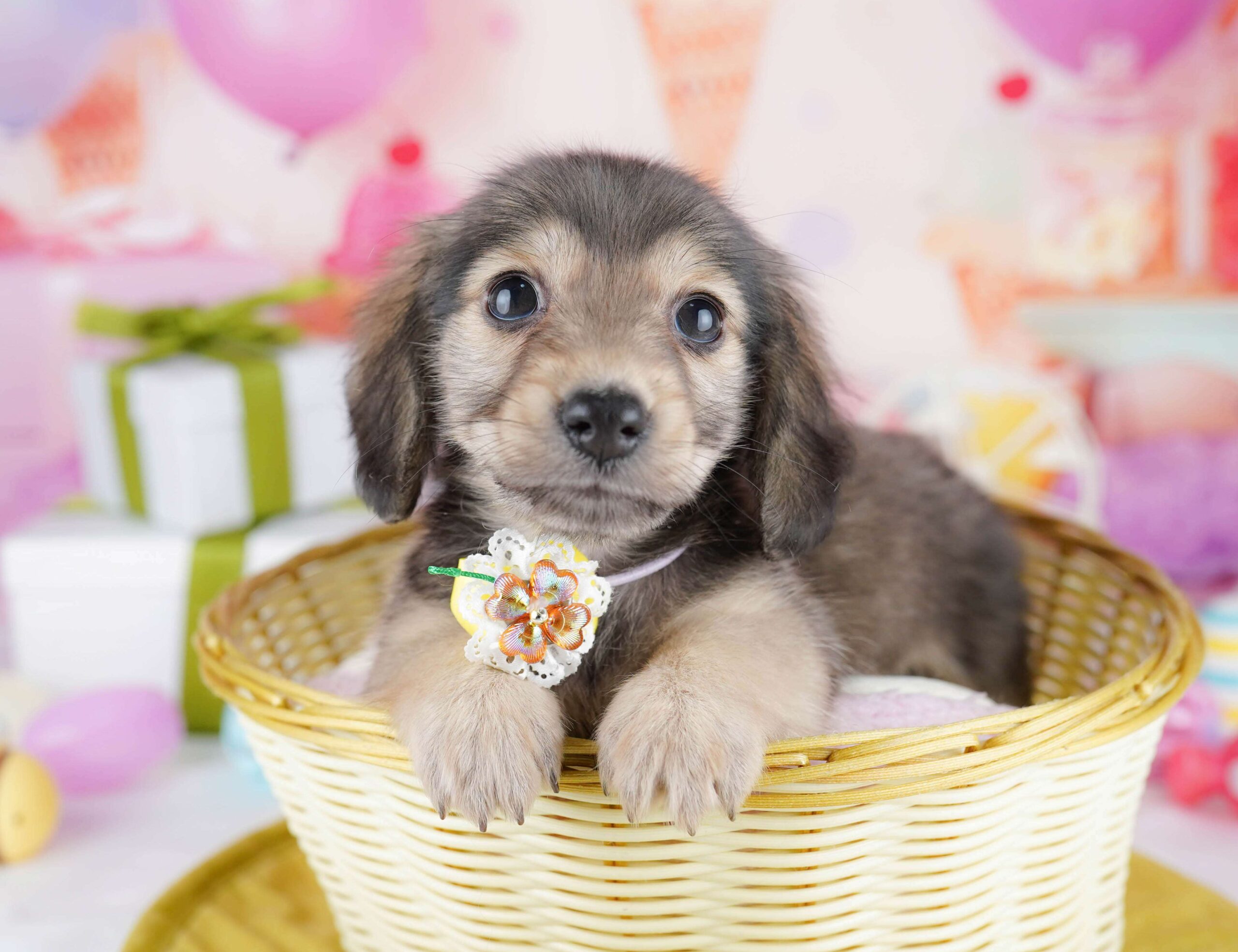 チワックス | 女の子 | シェーテッドイエロー | 2026年1月22日