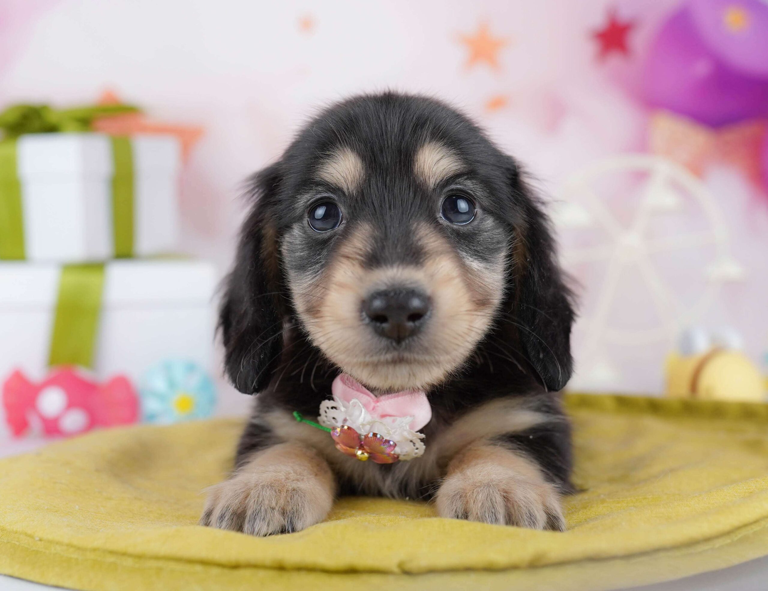 チワックス | 男の子 | ブラック＆タン | 2026年1月22日