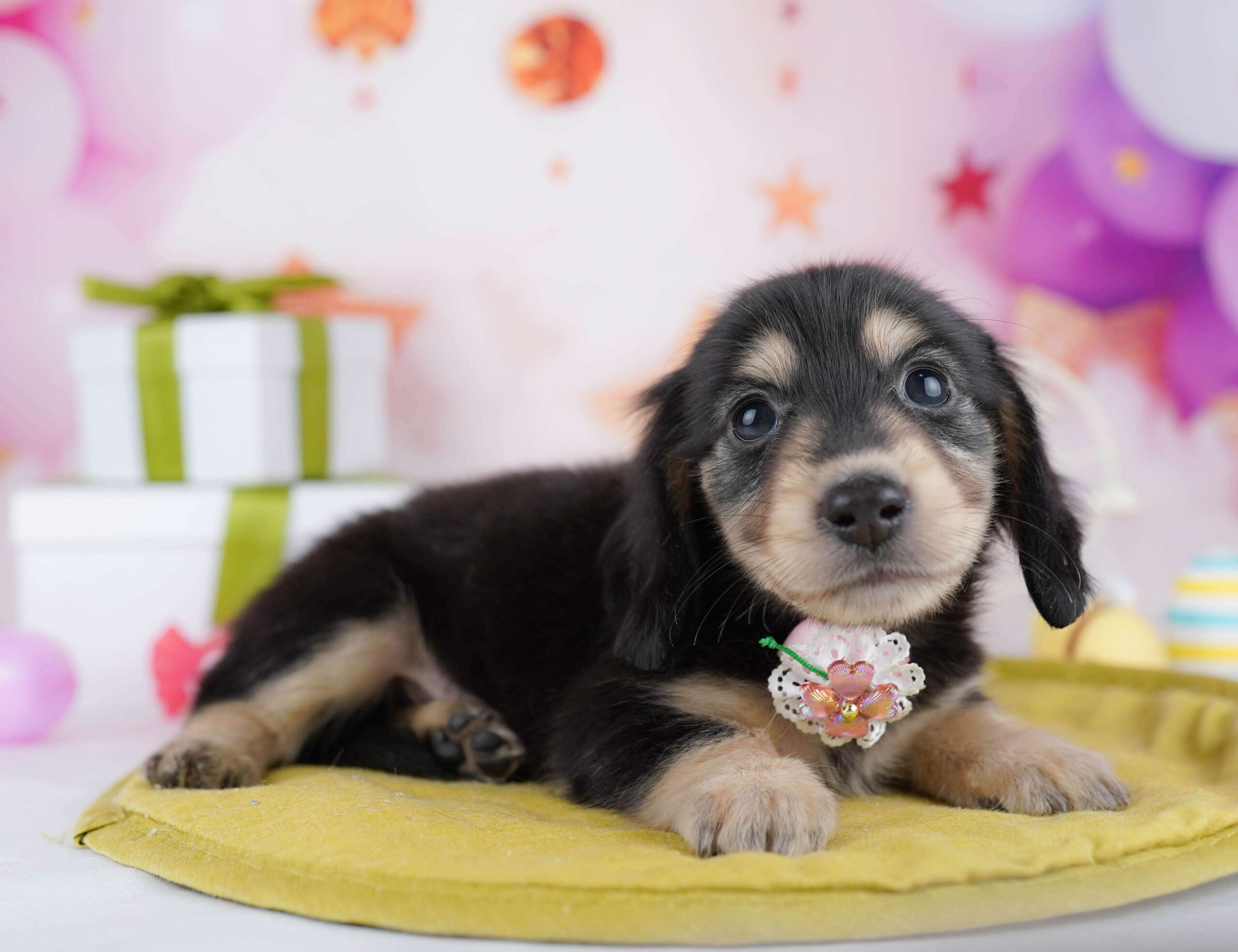 チワックス | 男の子 | ブラック＆タン | 2026年1月22日