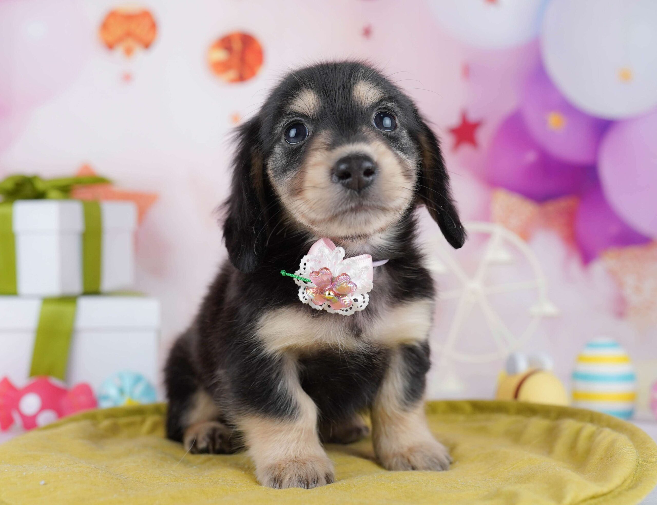 チワックス | 男の子 | ブラック＆タン | 2026年1月22日